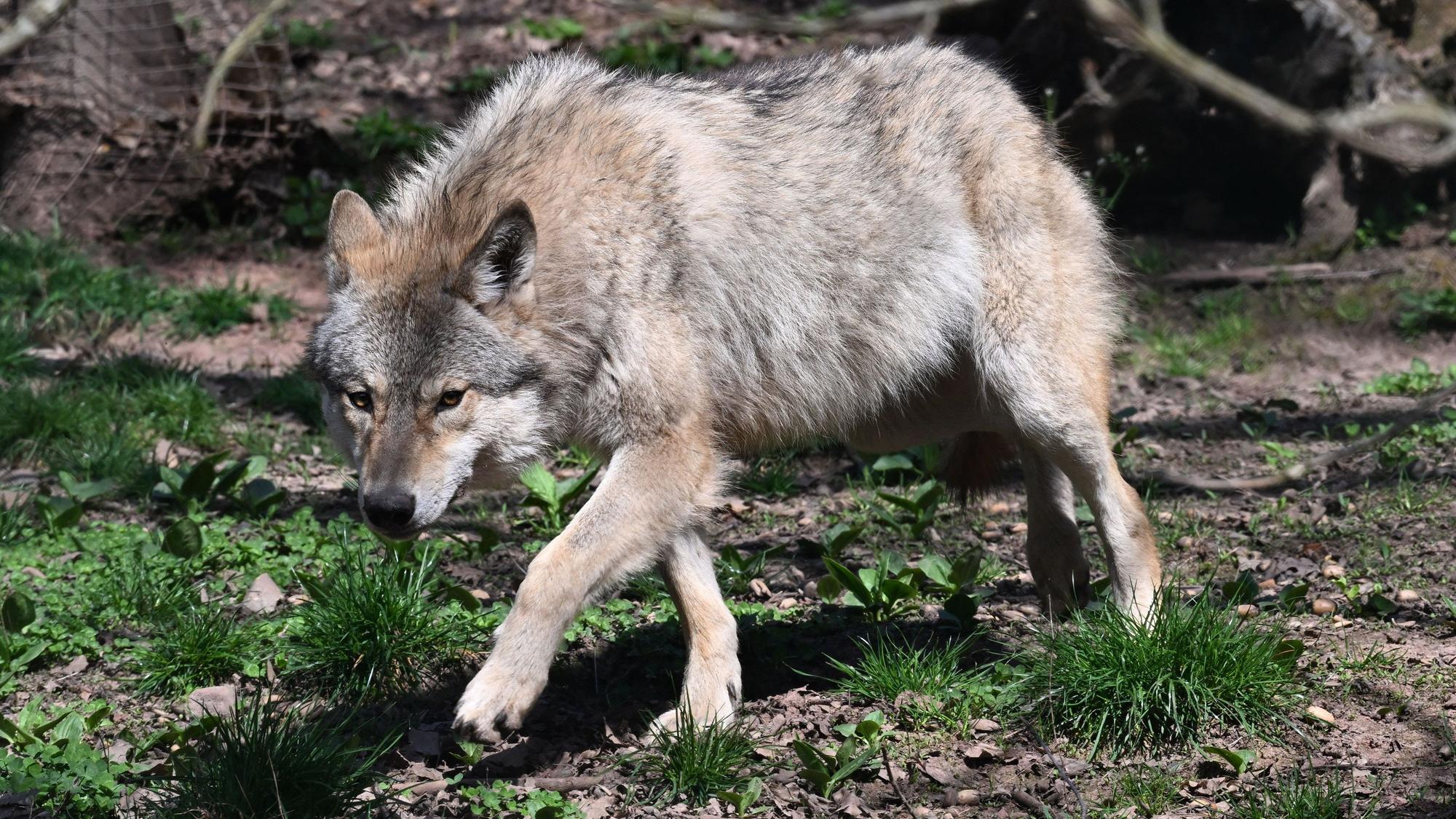 Wolf in einem Gehege im Wildparadies Tripsdrill. Im Westerwald wurden mehrere Schafe möglicherweise von einem Wolf gerissen.