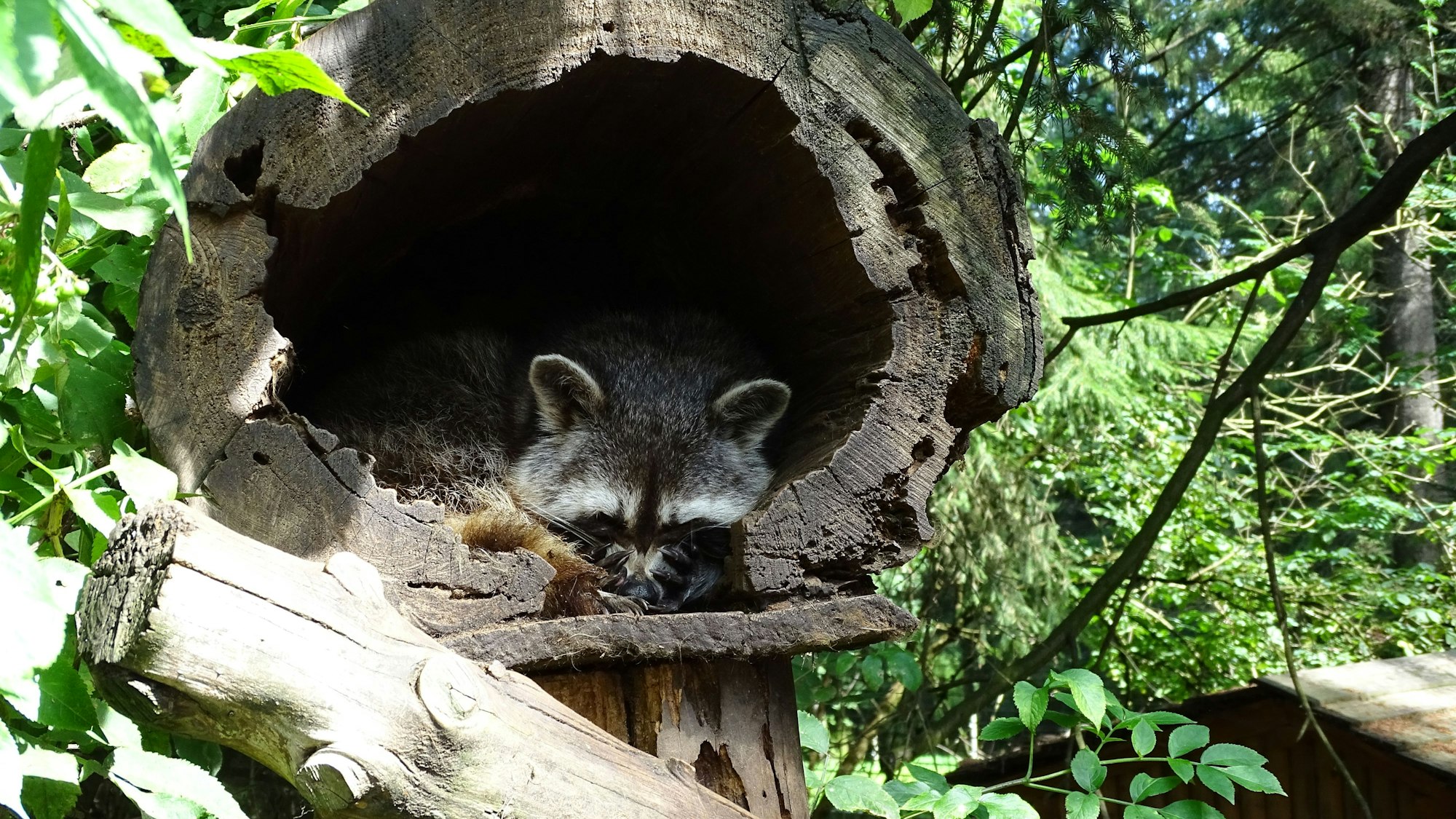 Ein Waschbär liegt in einem hohlen Baumstumpf und schläft.