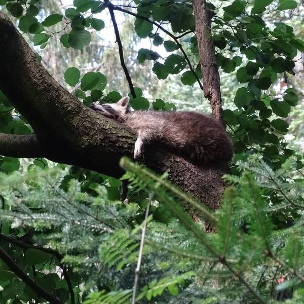 Ein Waschbär liegt flach auf einem großen Ast und schläft.
