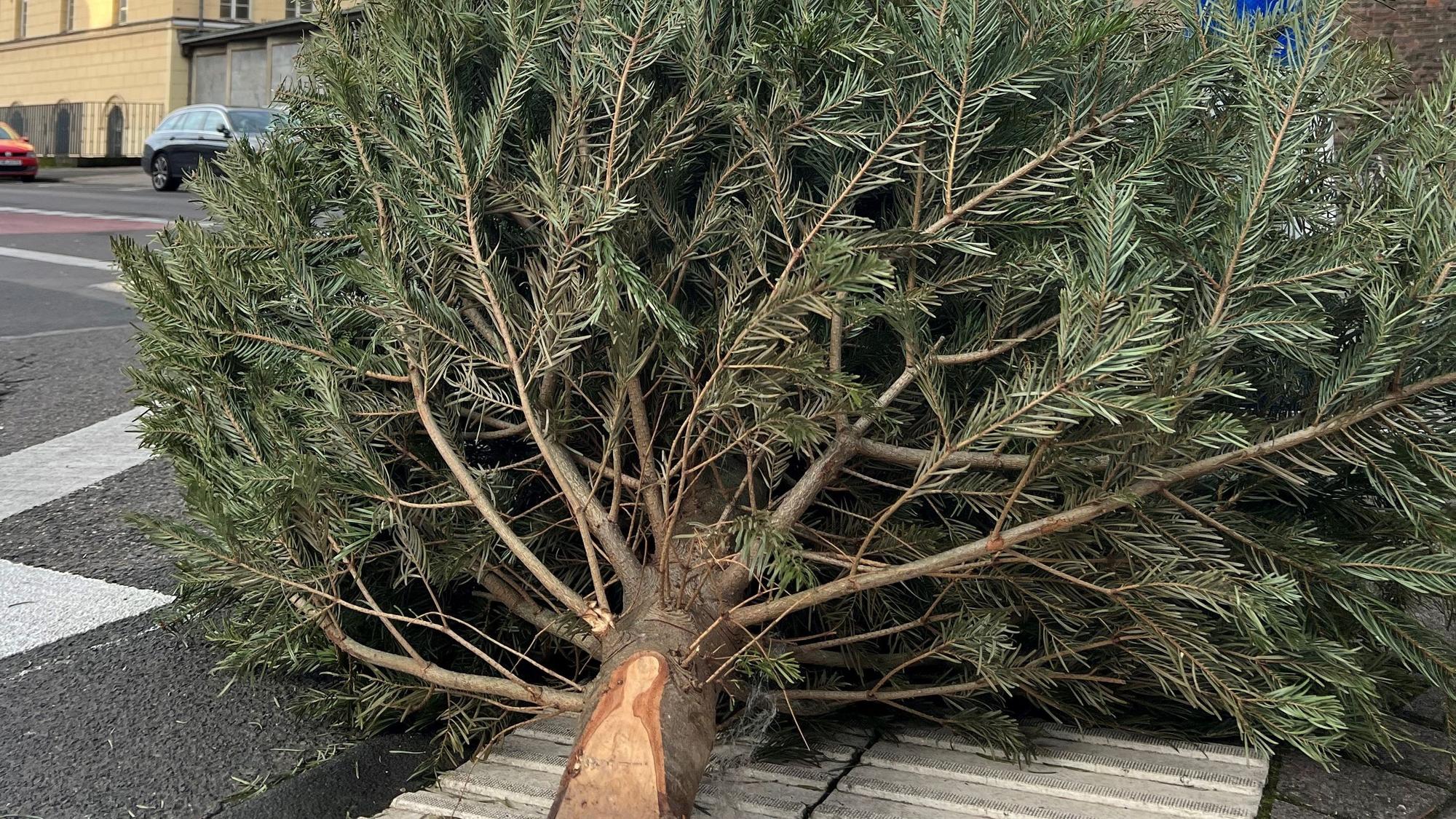 Ein weggeworfener Tannenbaum liegt auf einer Straße in Köln.