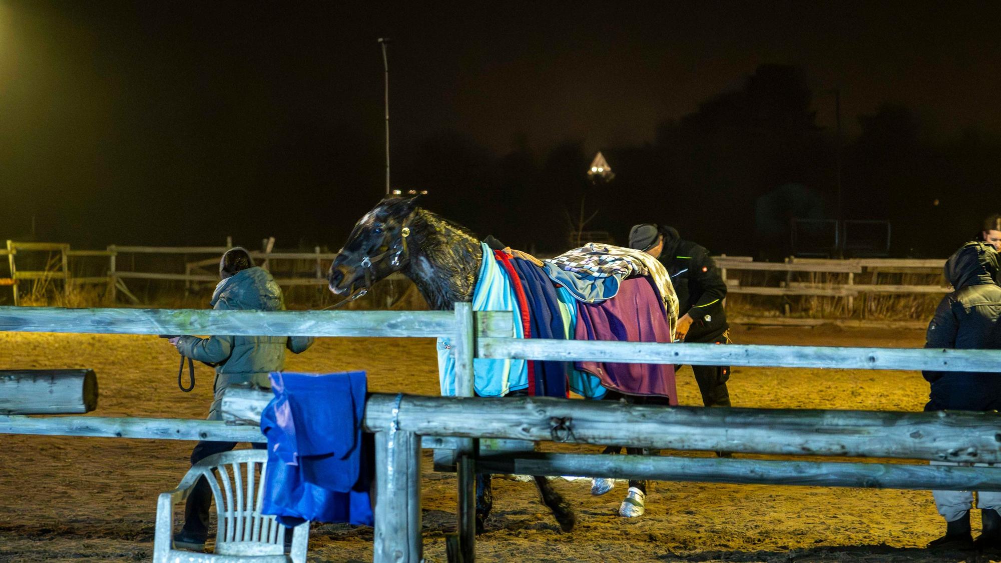 Das Bild zeigt das Pferd auf dem Paddock, während es von seiner Besitzerin geführt wird.