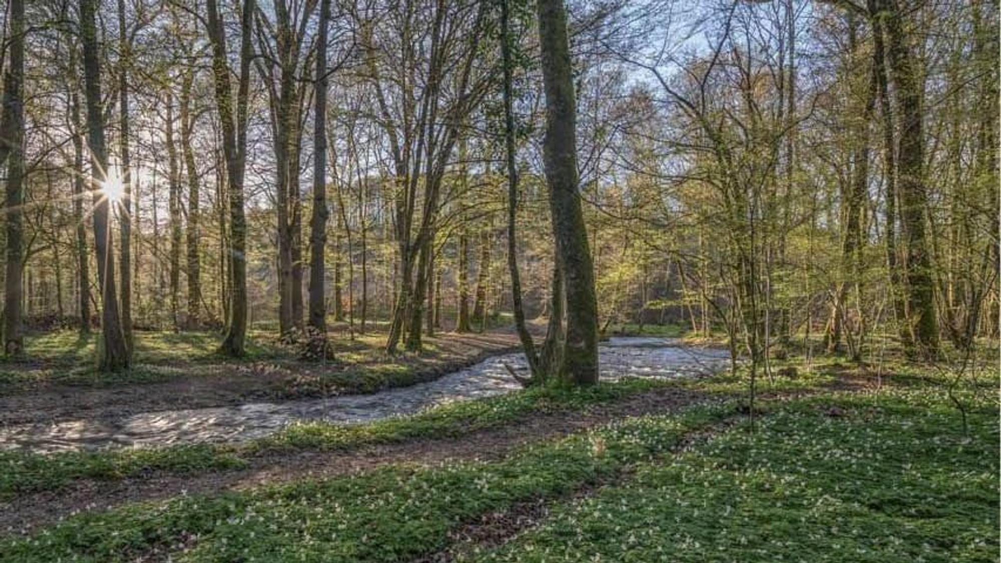 Ein Waldweg neben einem Bach ist zu sehen, zwischen den Ästen der Bäume strahlt die Sonne durch.