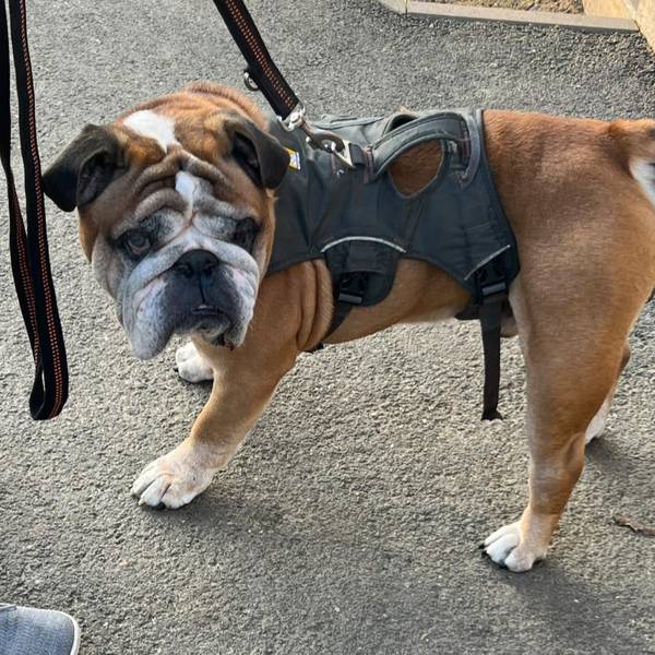 Auf dem Bild ist eine Bulldogge zu sehen.
