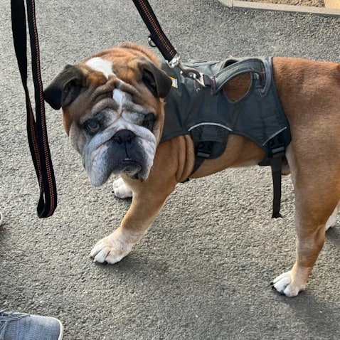 Auf dem Bild ist eine Bulldogge zu sehen.