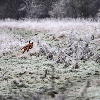 Zu Beginn des neuen Jahres ist es in Nordrhein-Westfalen winterlich. (Archivbild)