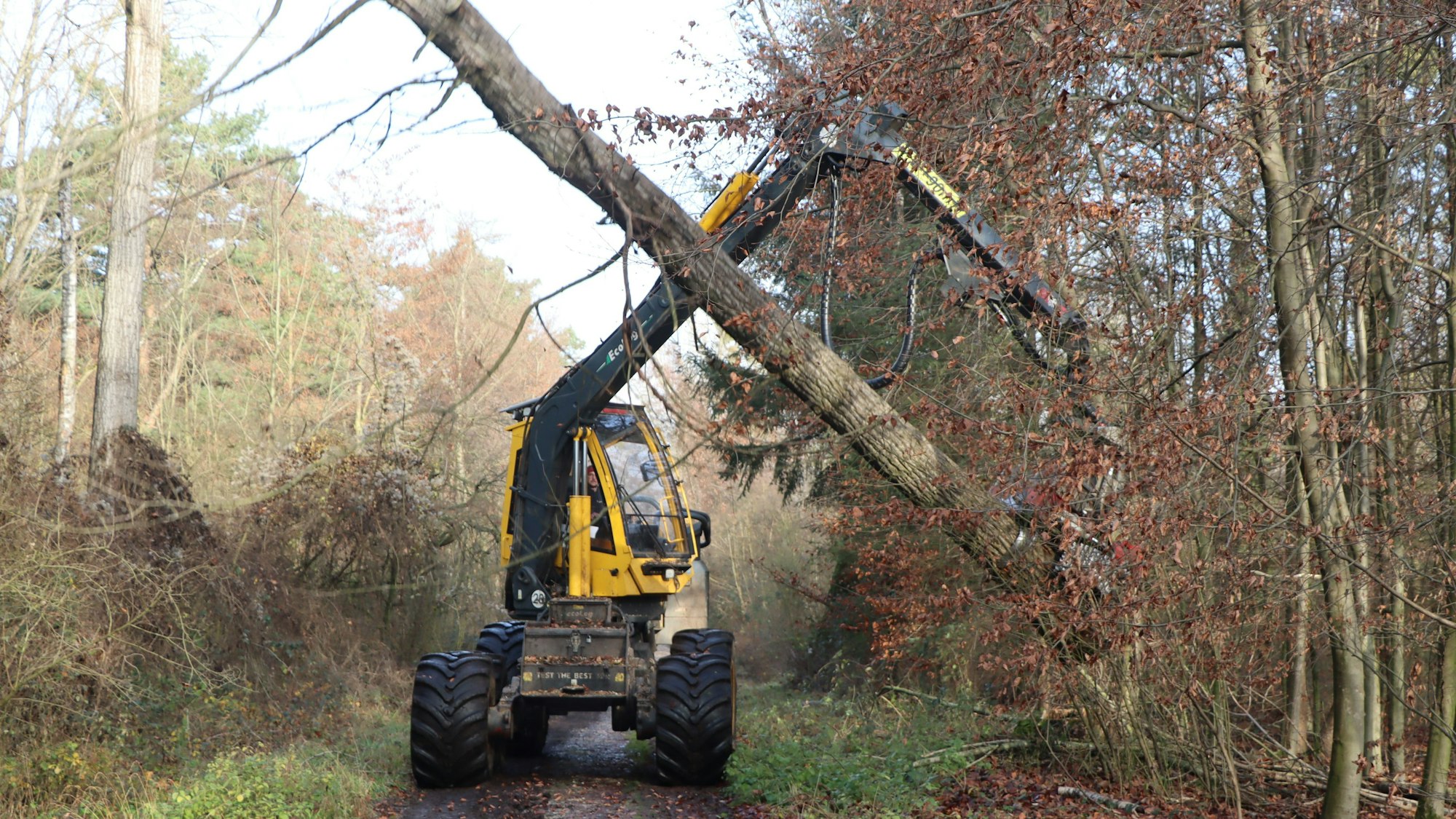 Eine Maschine schneidet Bäume.