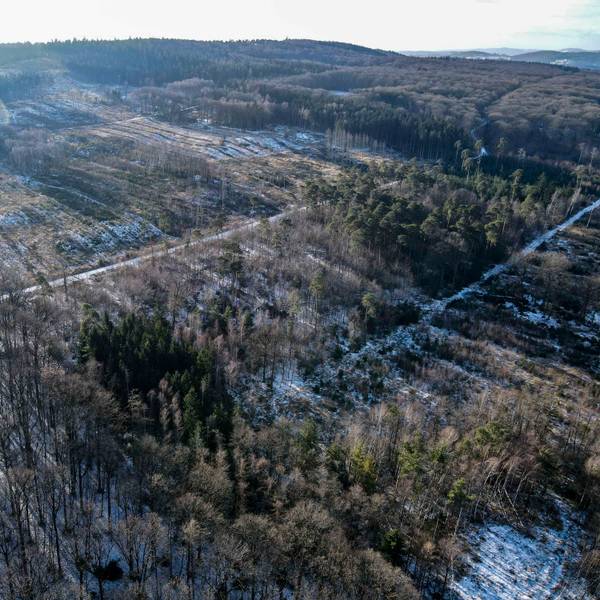 Das Luftbild einer Drohne zeigt eine Waldfläche bei Arloff mit Blick in Richtung Bad Münstereifel.