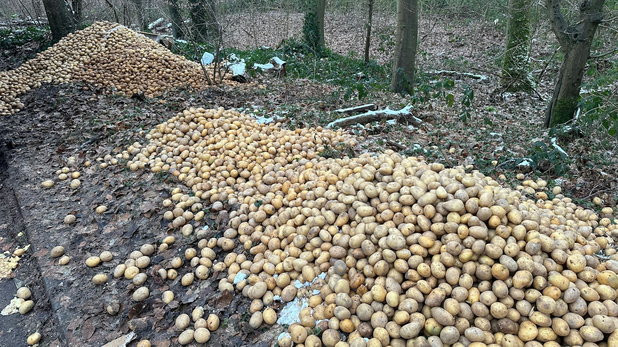 Zwei große Haufen Kartoffeln liegen an einem Waldrand.