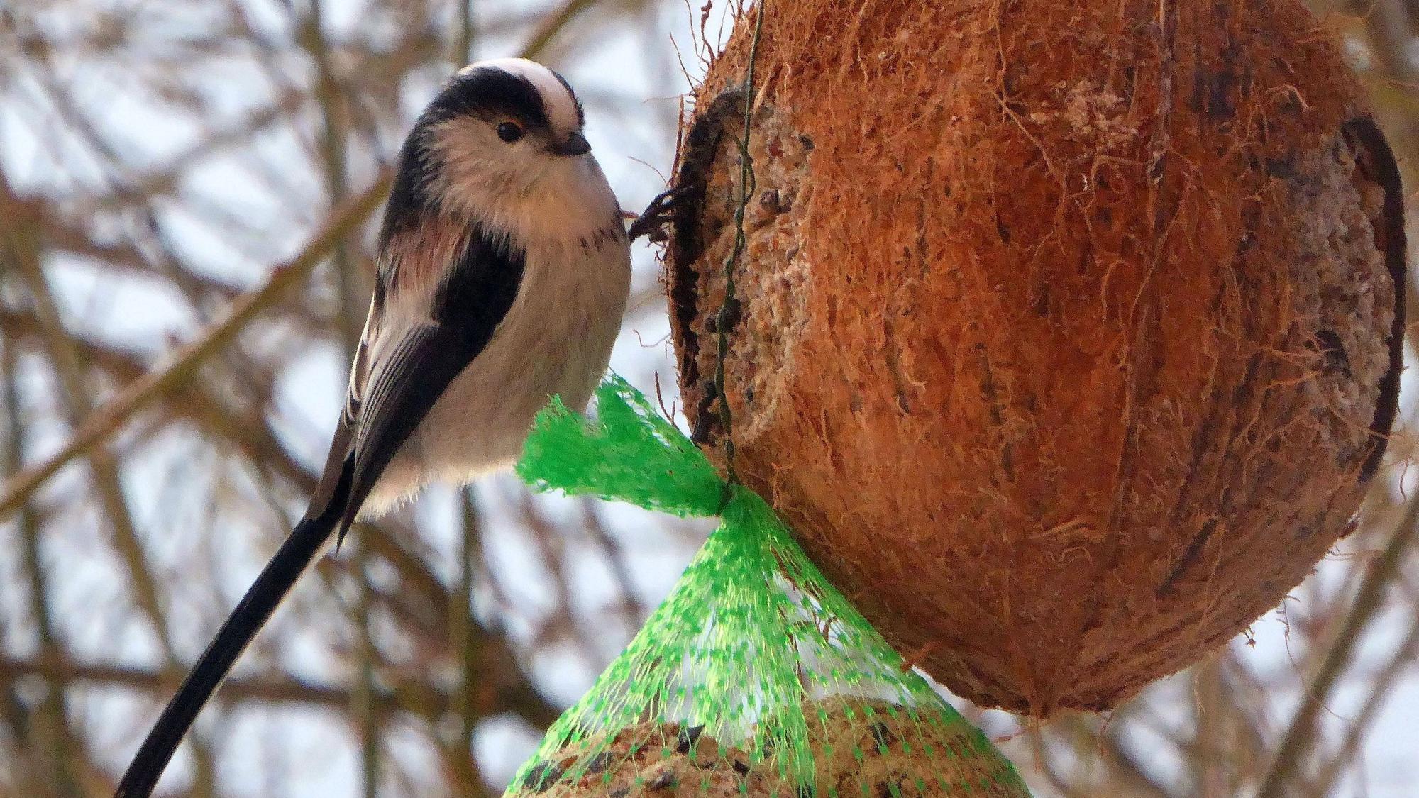 Ein Vogel an einer Futterkokosnuss.