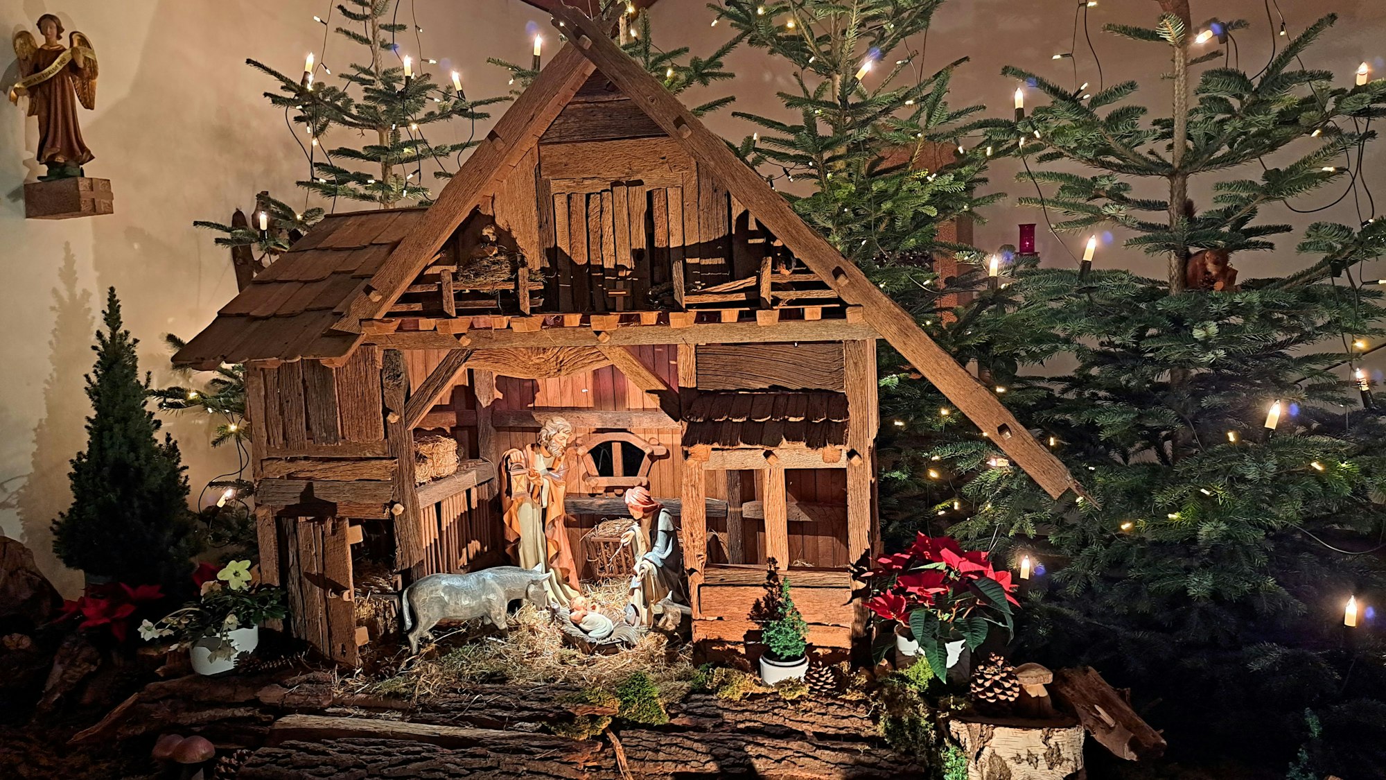 Zwischen Weihnachtsbäumen steht die Krippe in St. Rochus in Overath-Heiligenhaus.