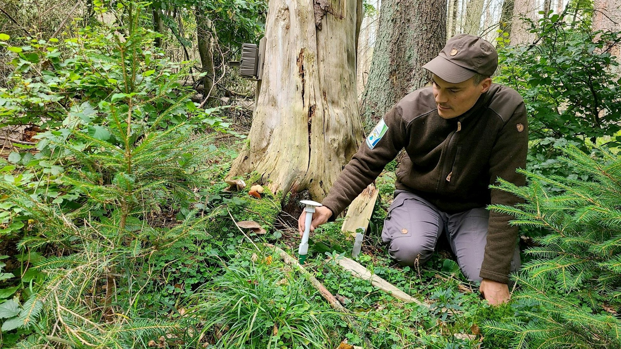 Ein Mann kniet neben einem Baum und steckt ein Messgerät in den Boden.