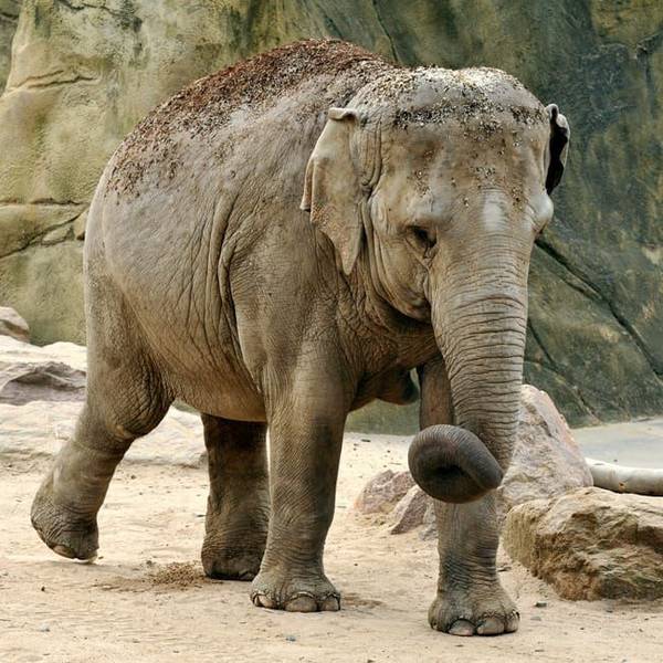 Elefantenkuh Zoo Shu Thu Zar