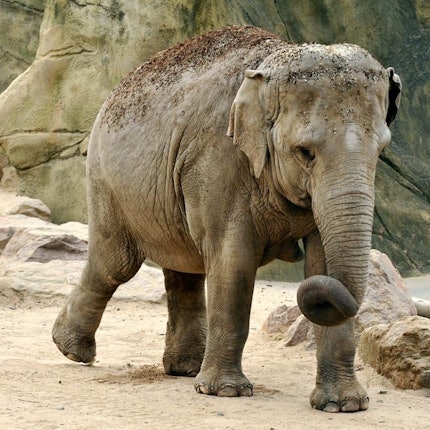 Elefantenkuh Zoo Shu Thu Zar