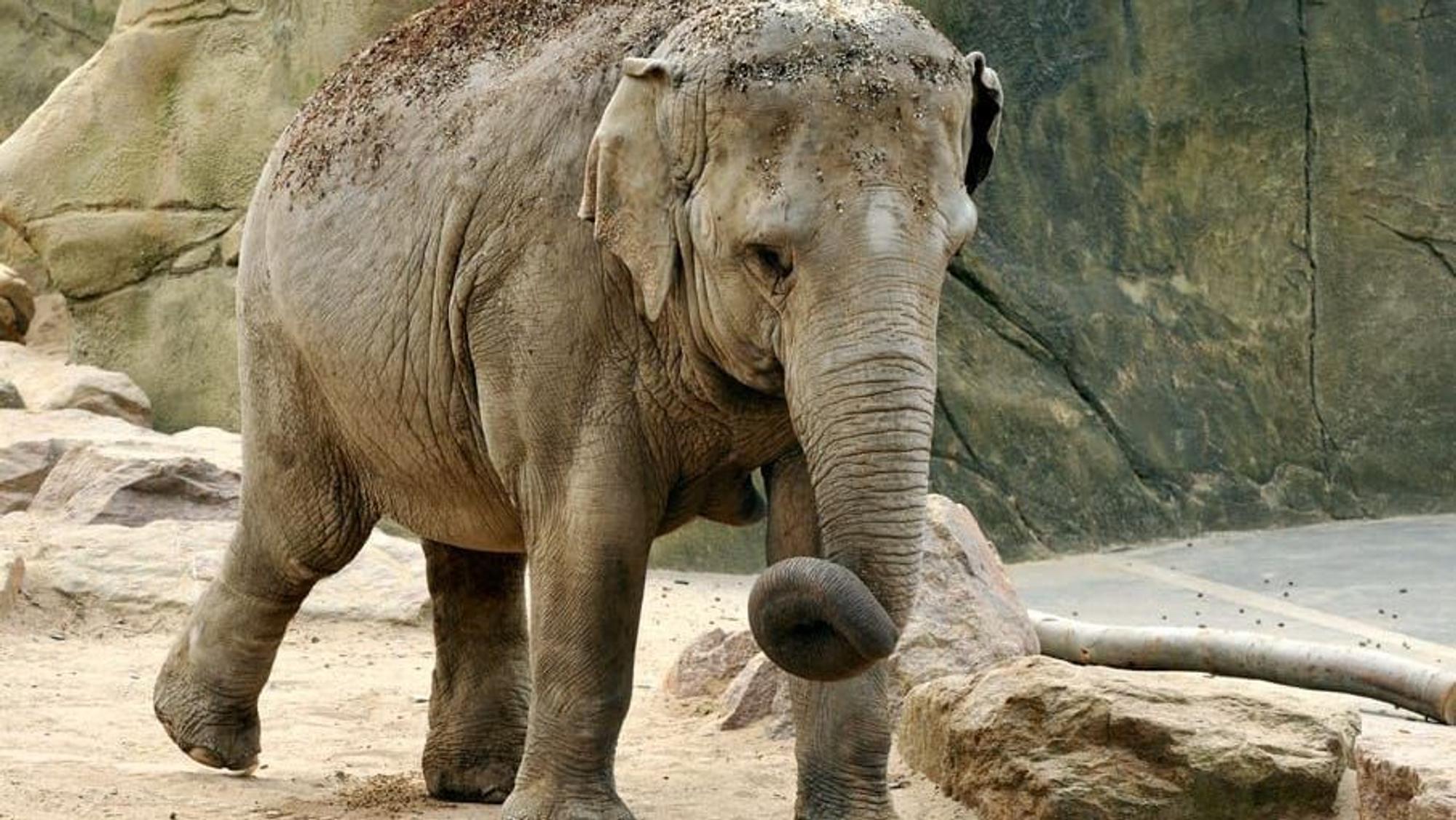 Elefantenkuh Zoo Shu Thu Zar