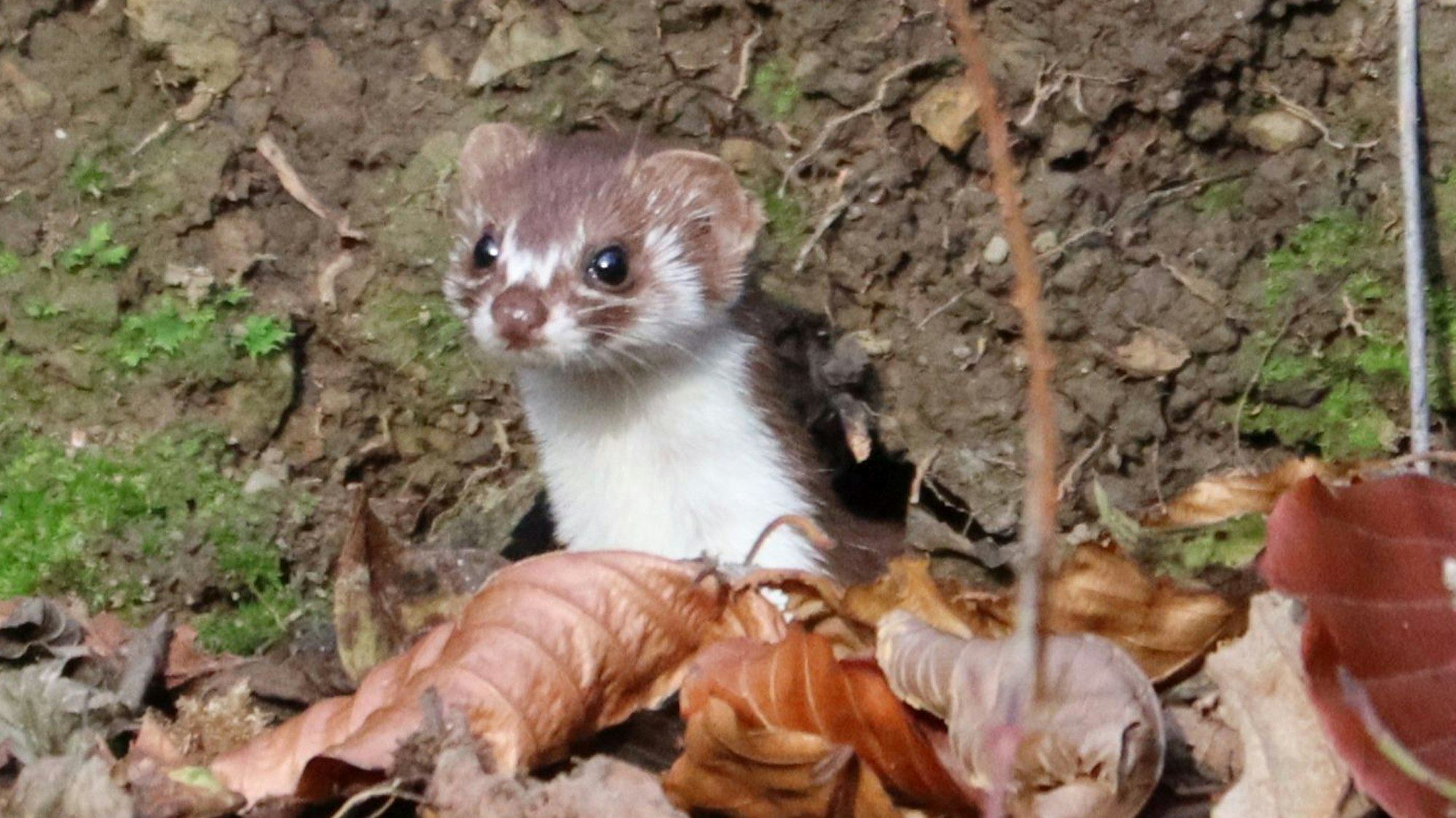Ein Mauswiesel guckt aus einem Erdloch hervor.