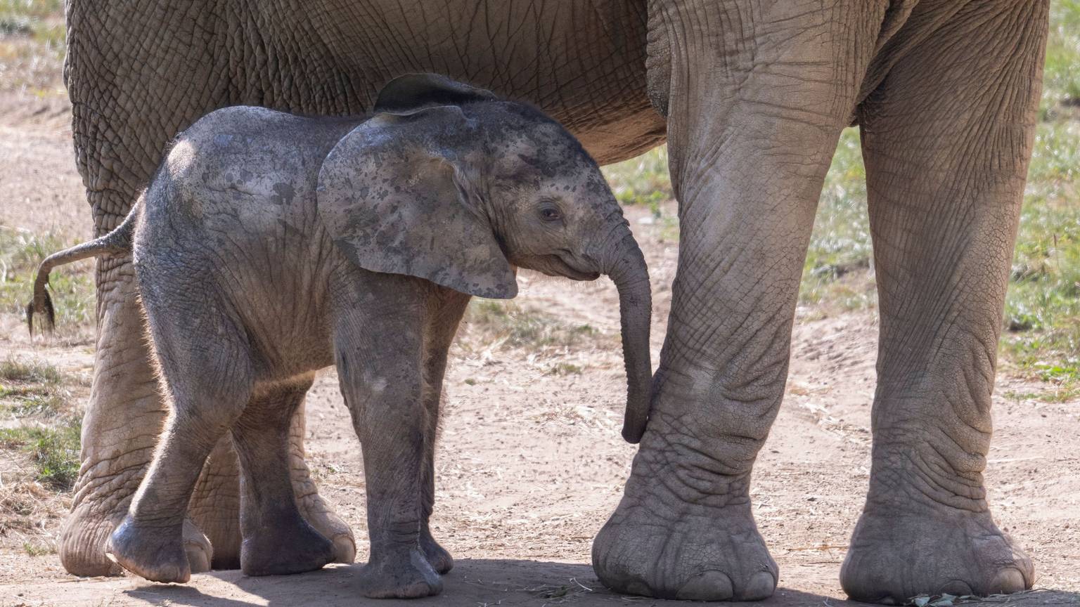 ARCHIV - 21.08.2025, Hessen, Kronberg: Das im Opel-Zoo geborene Elefantenbaby "Kaja"
