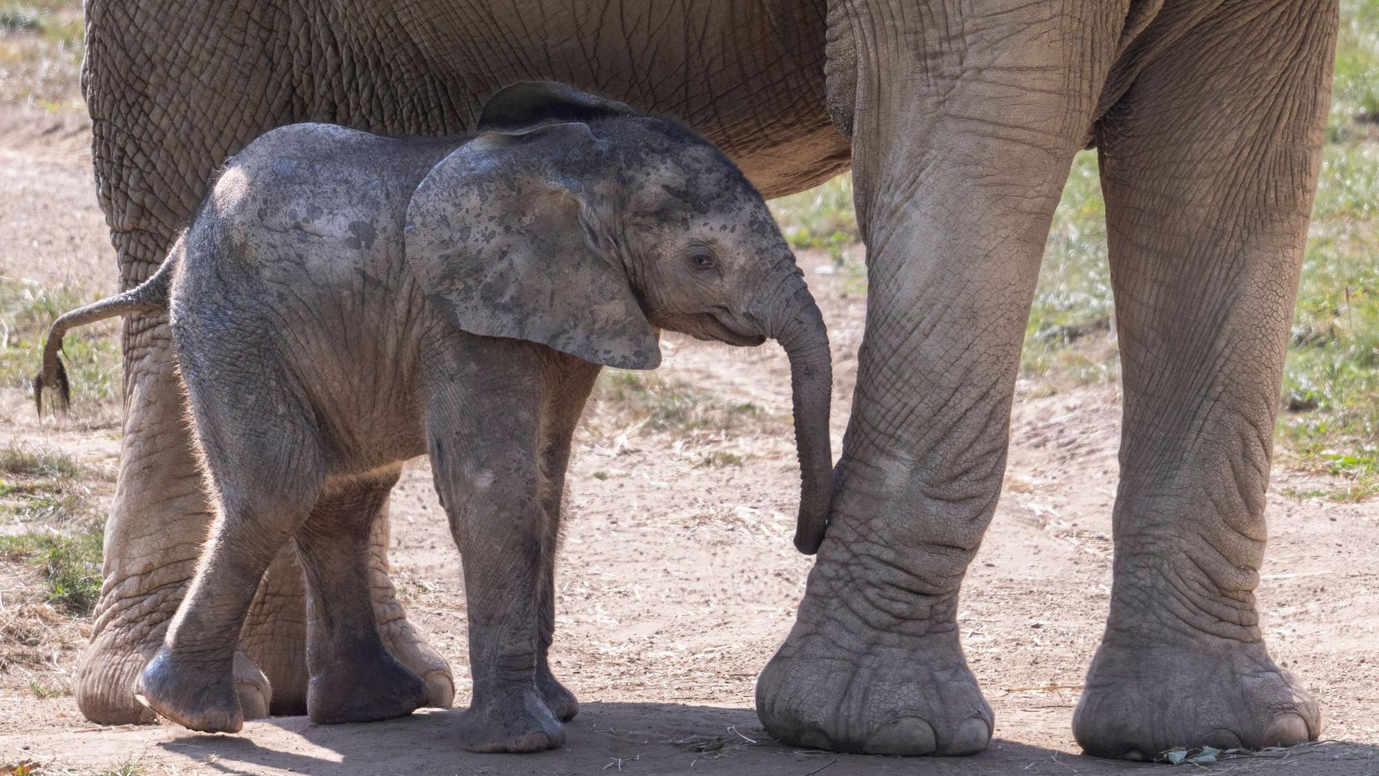 ARCHIV - 21.08.2025, Hessen, Kronberg: Das im Opel-Zoo geborene Elefantenbaby "Kaja"