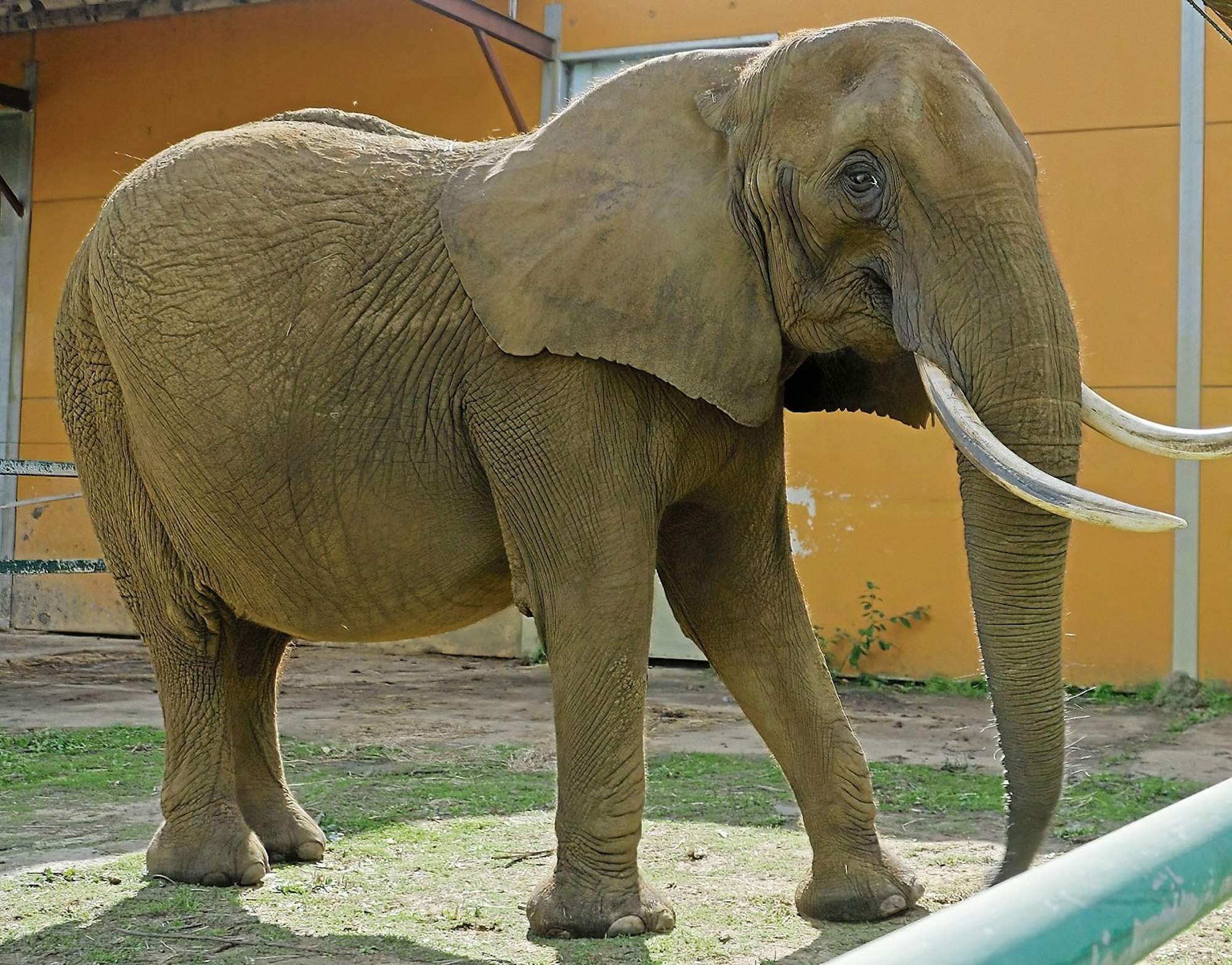 Die erste Bewohnerin des portugiesischen Tierreservats wird Kariba sein, eine afrikanische Elefantenkuh aus einem Tierpark in Belgien.