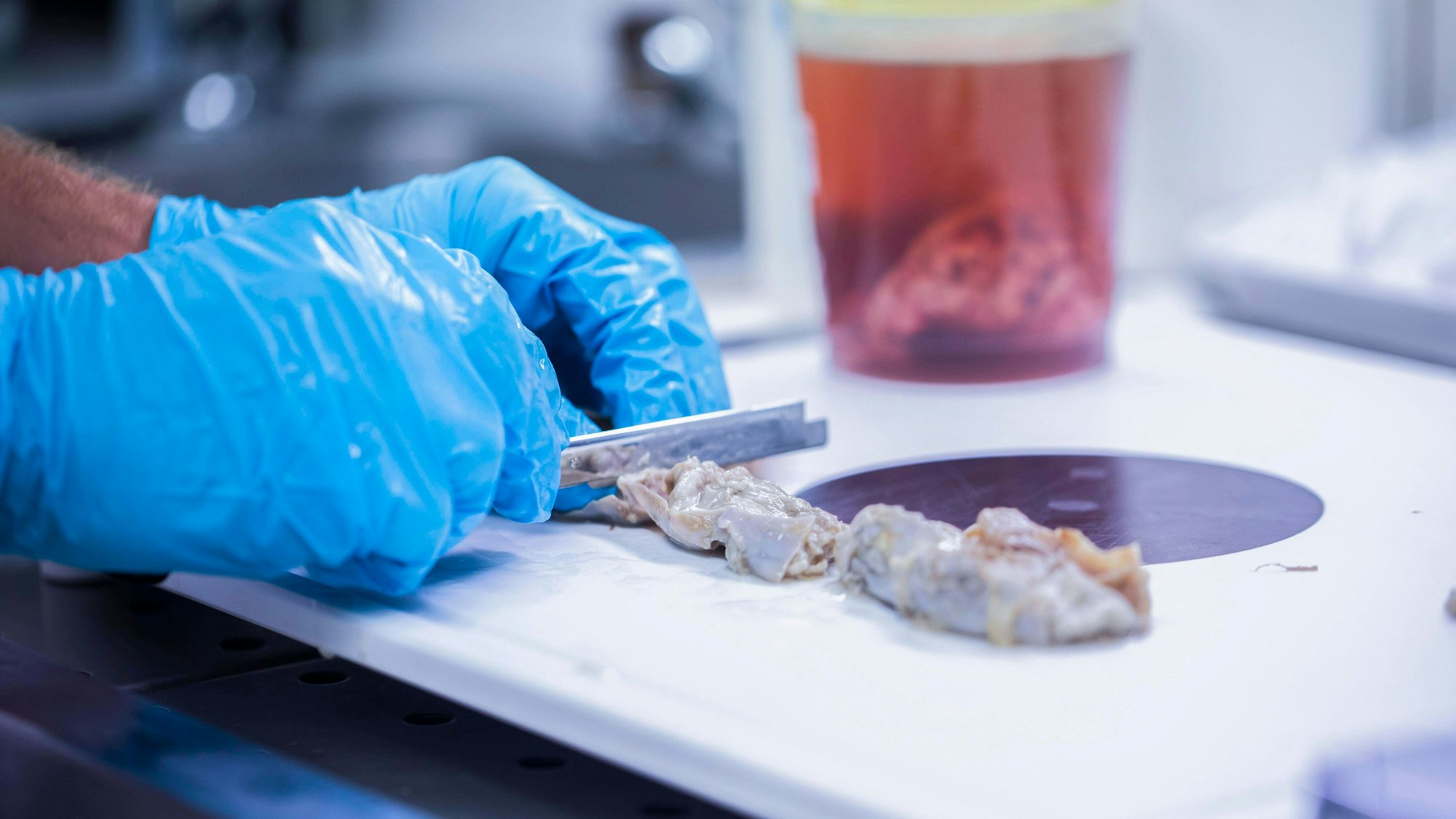 In einem Labor wird eine Probe einer Lebensmittel-Kontrolle vorbereitet (Symbolfoto)