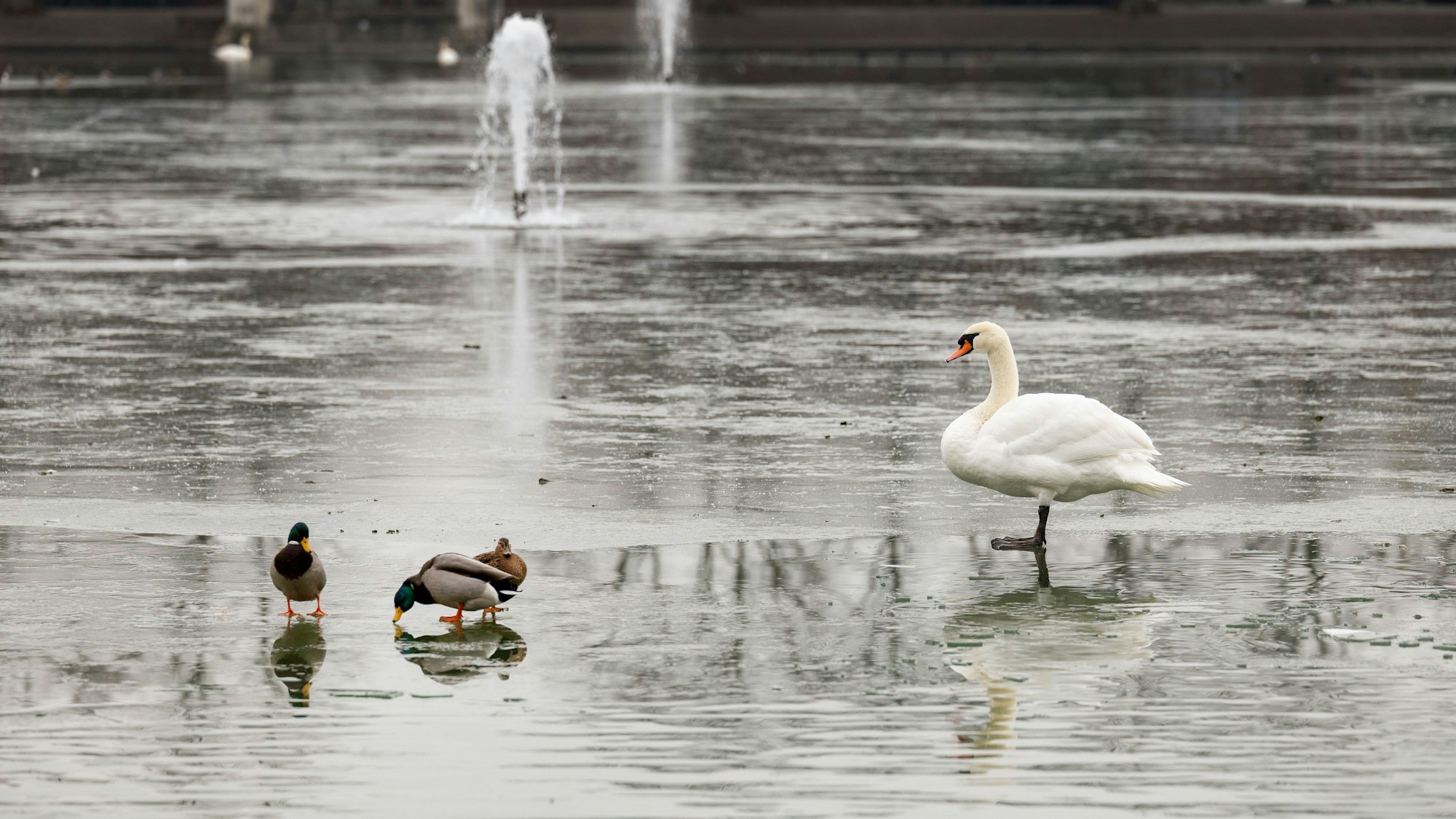 Enten und ein Schwan spazieren über das Eis auf dem Aachener Weiher.