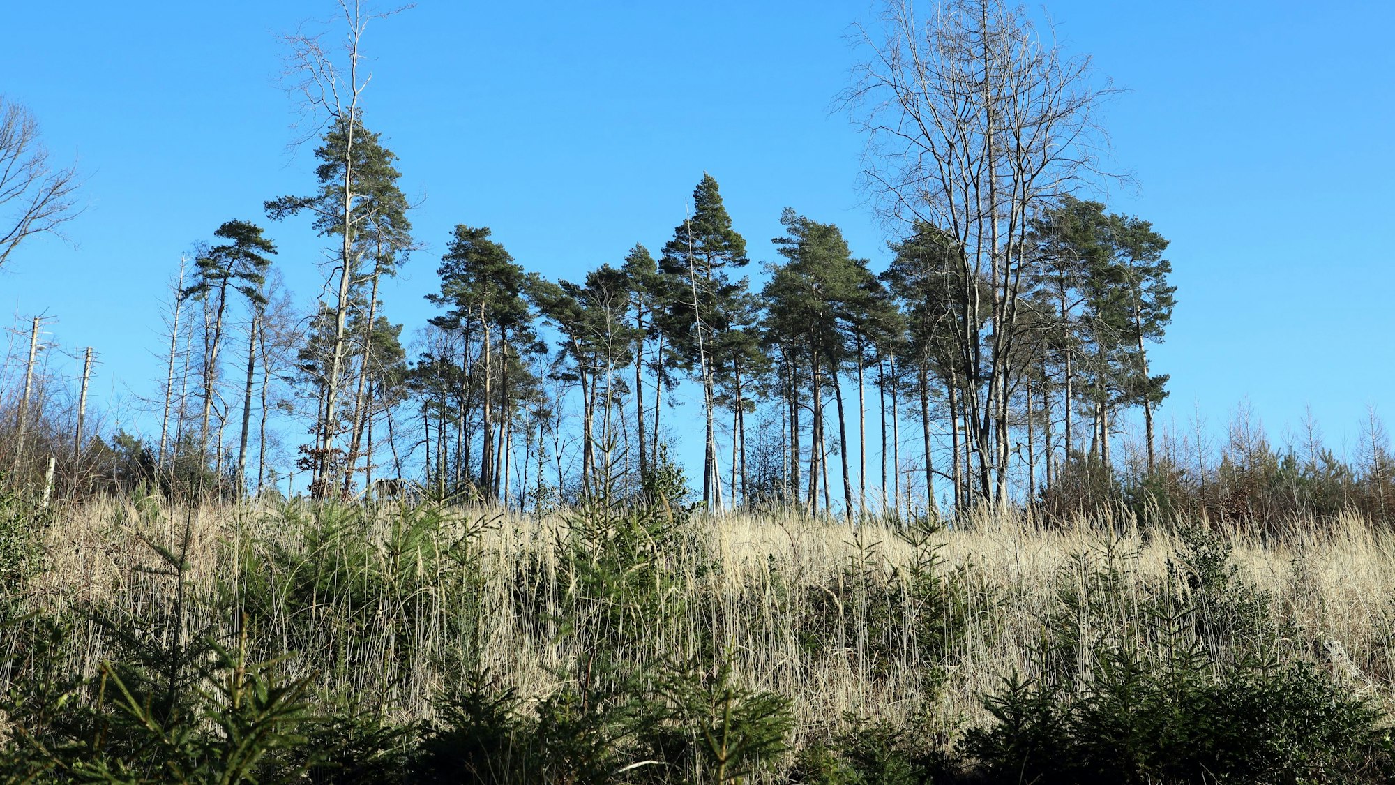 Auf einer Freifläche wachsen nur vereinzelte Bäume. Stattdessen sprießt Gras.