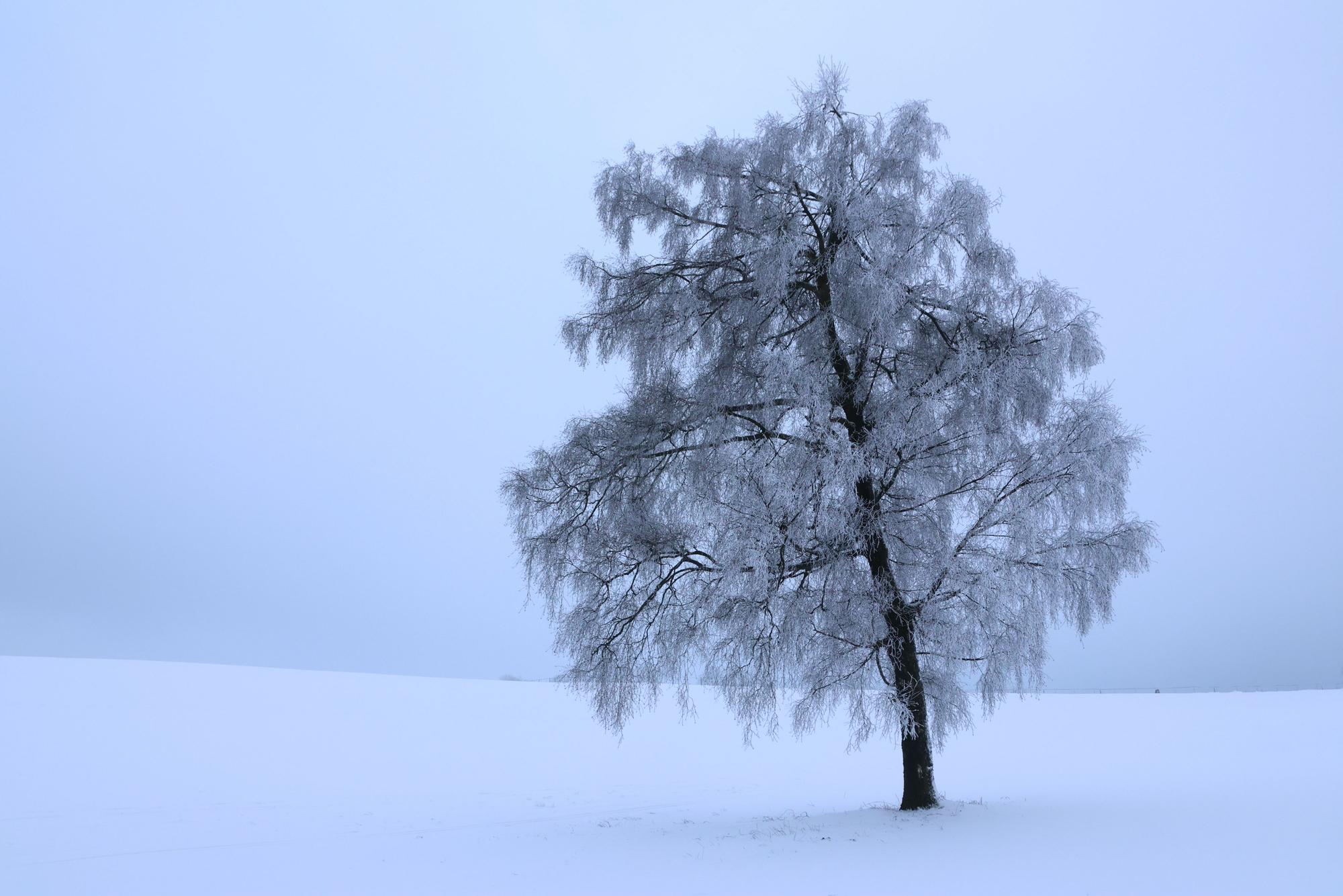 Ein vereister Baum