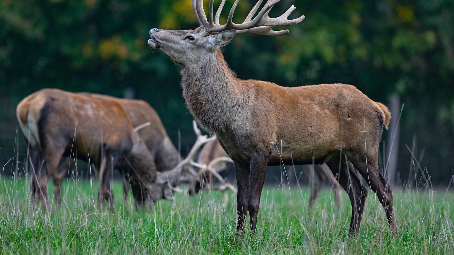 Rothirsche (Cervus elaphus) stehen auf einer Weide vom Gut Hirschaue im östlichen Brandenburg nahe Beeskow.