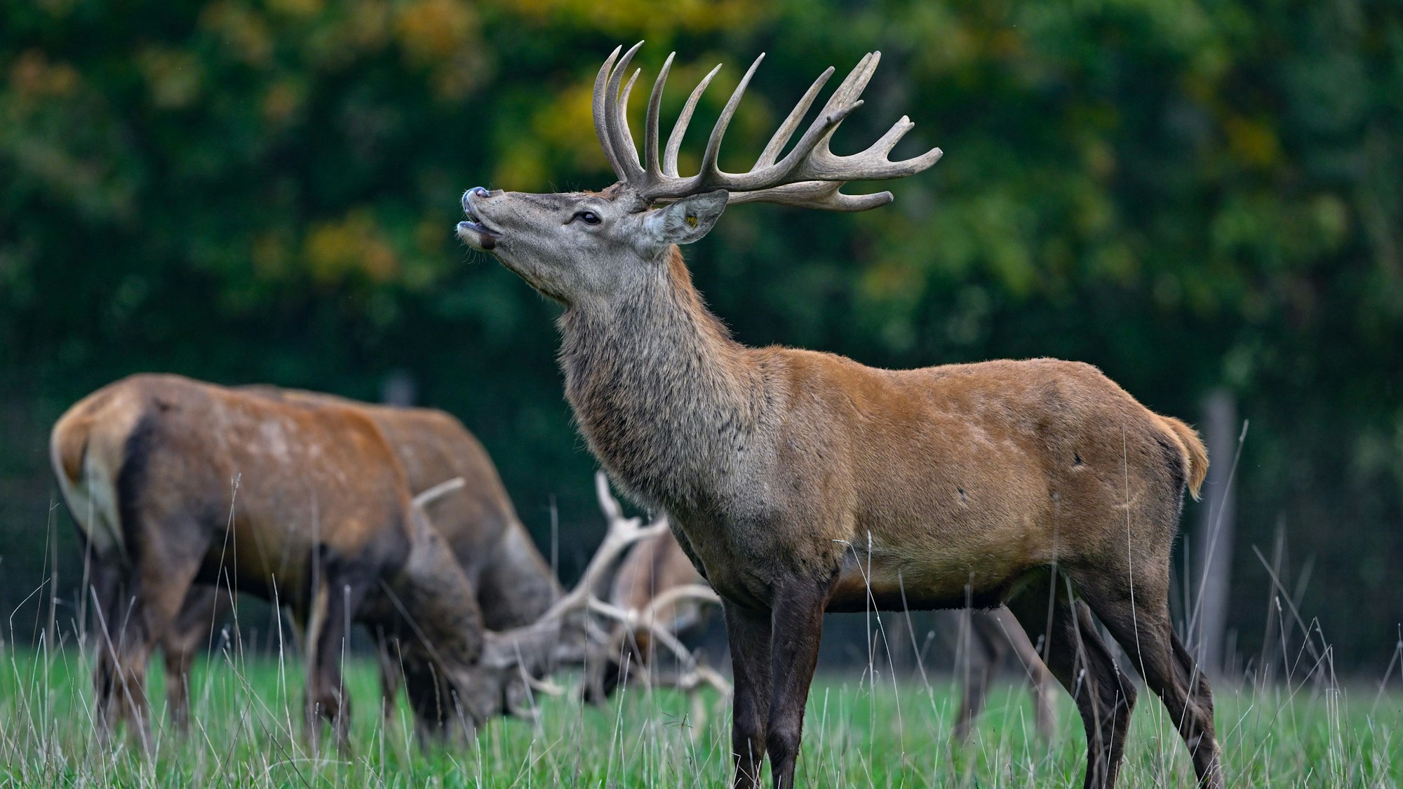 Rothirsche (Cervus elaphus) stehen auf einer Weide vom Gut Hirschaue im östlichen Brandenburg nahe Beeskow.
