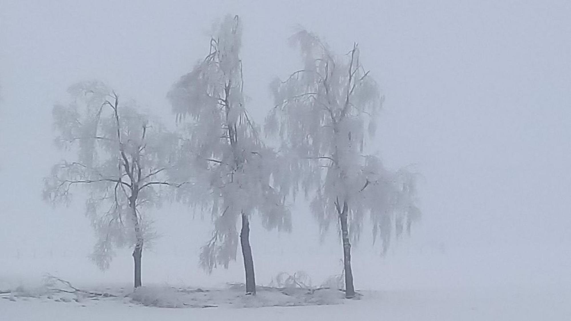 Gefrorene Bäume.