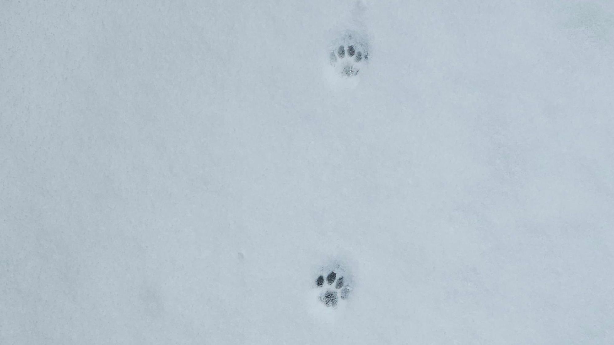 Tierspuren im Schnee.