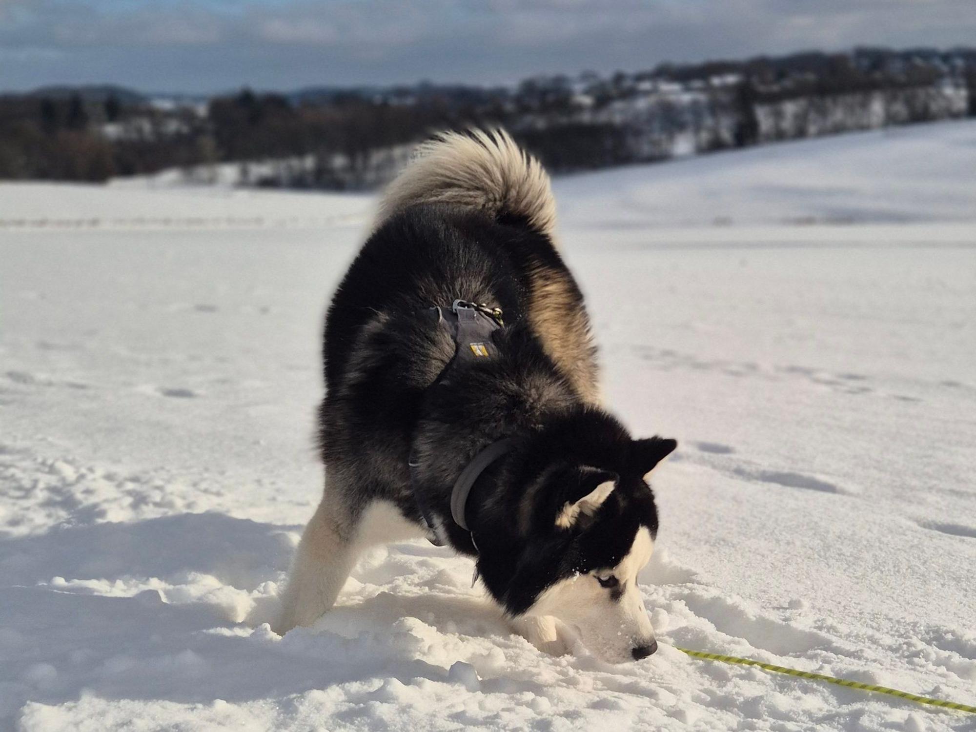 Ein Hund im Schnee.