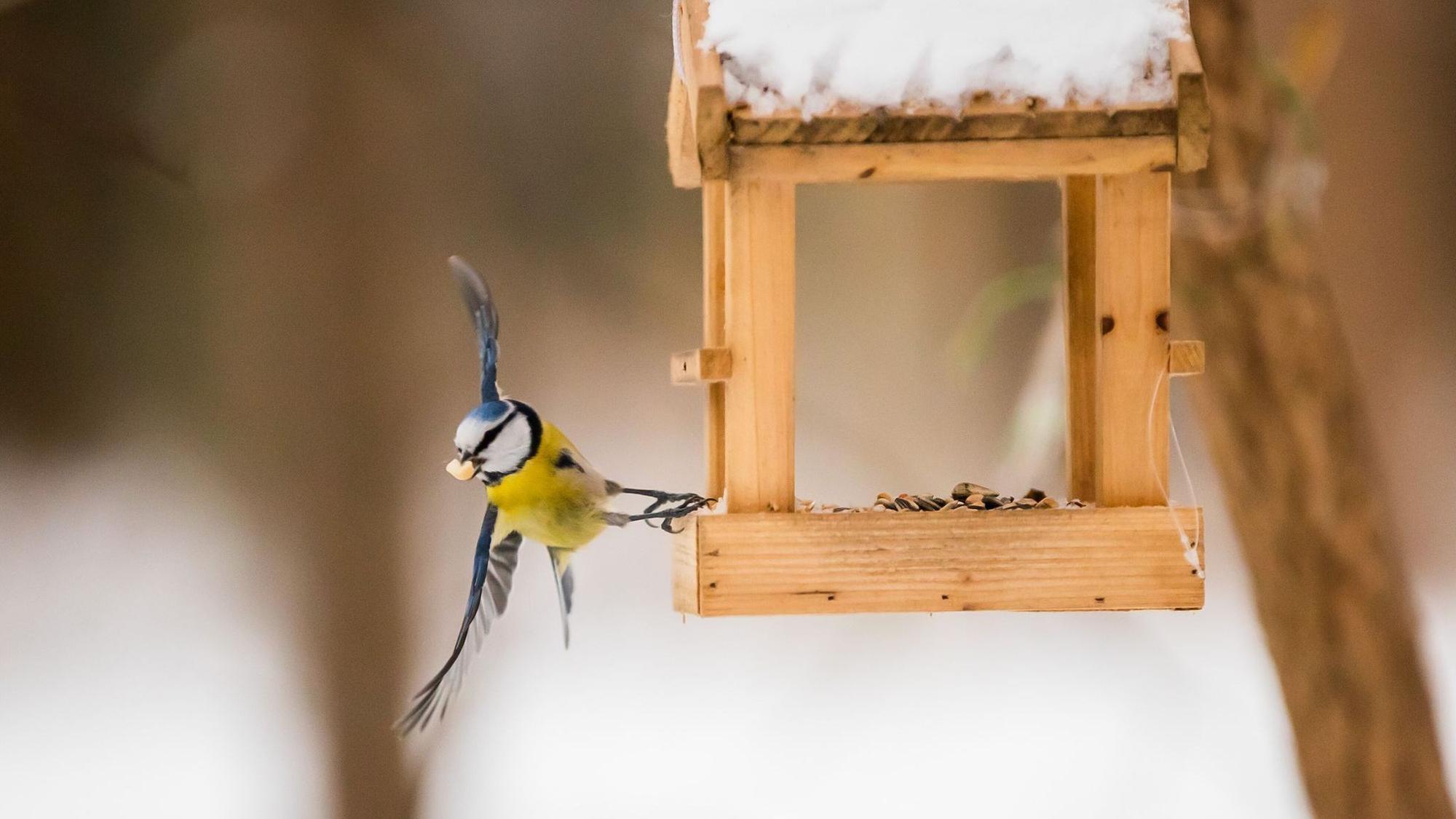 Wer Vögeln bei geschlossener Schneedecke etwas Gutes tun will, greift am besten zu Körner- und Fettfutter aus dem Fachhandel.