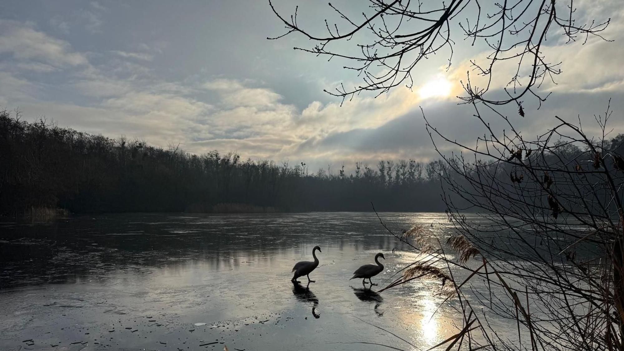 Das Bild zeigt zwei Schwäne auf der gefrorenen Eisfläche des Sees.