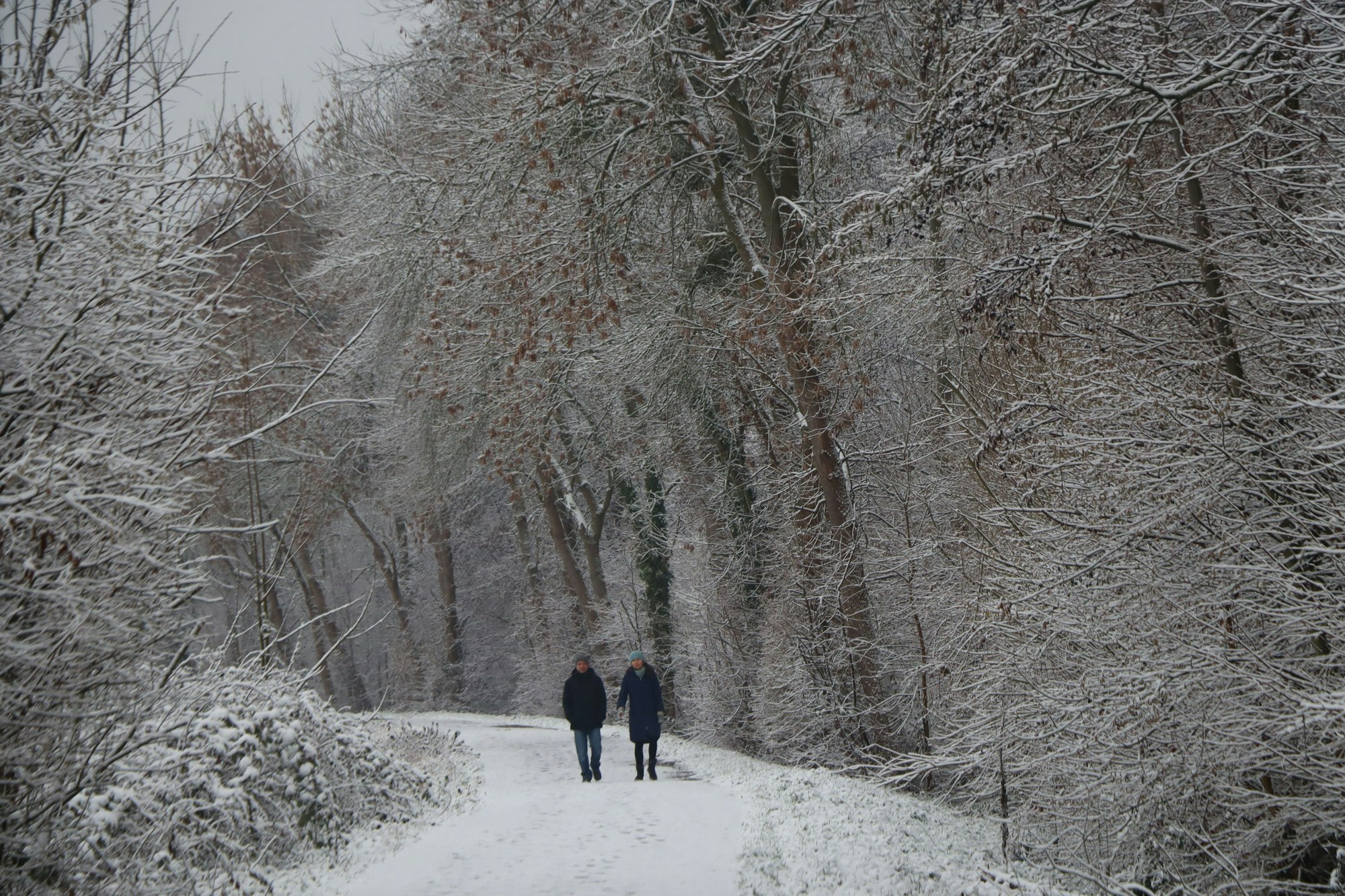 Das Bild zeigt zwei Spaziergänger im Wald.