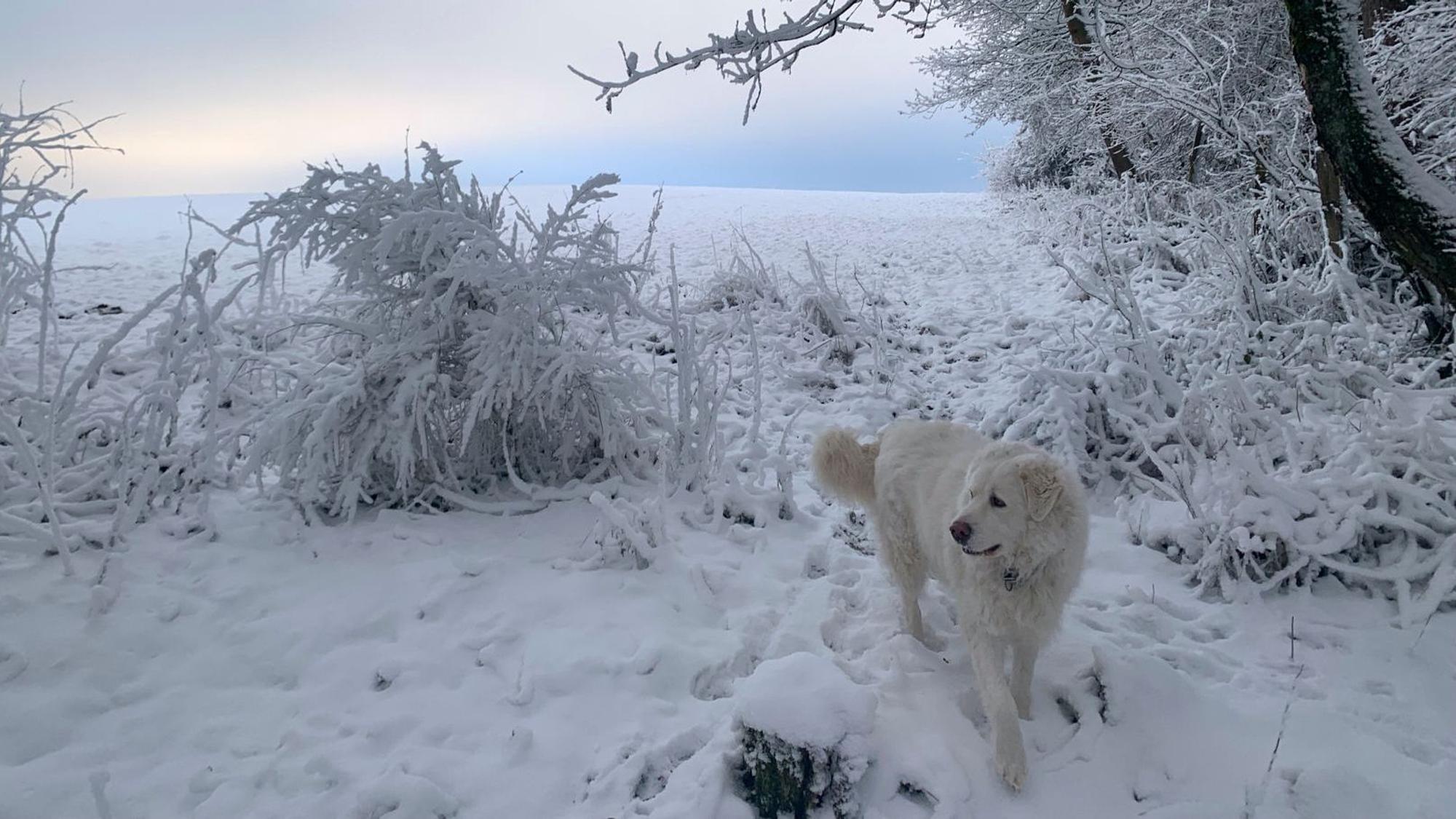 Ein weißer Hund steht im Schnee vor tief verschneiten Sträuchern.