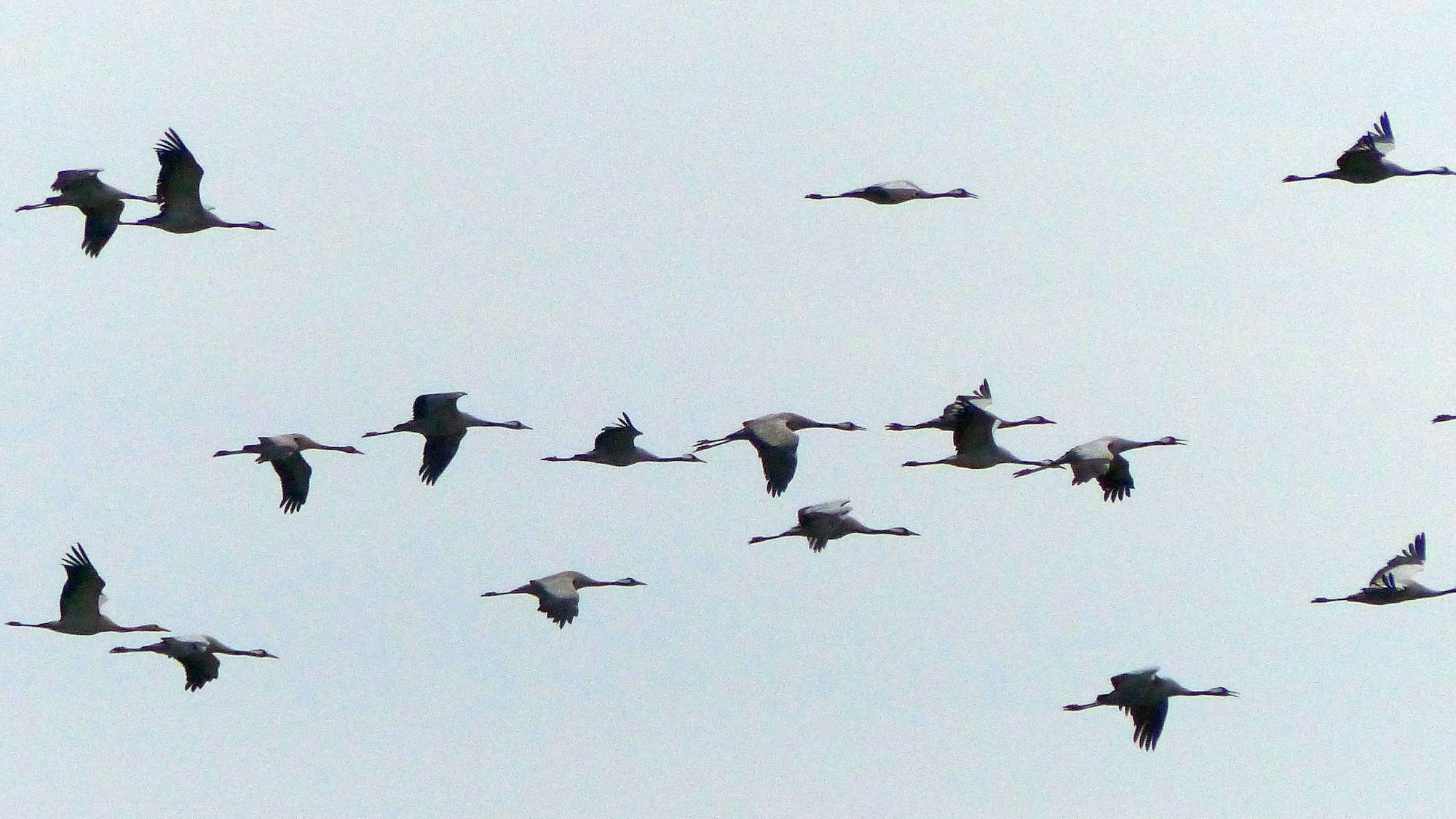 Kraniche am Himmel.