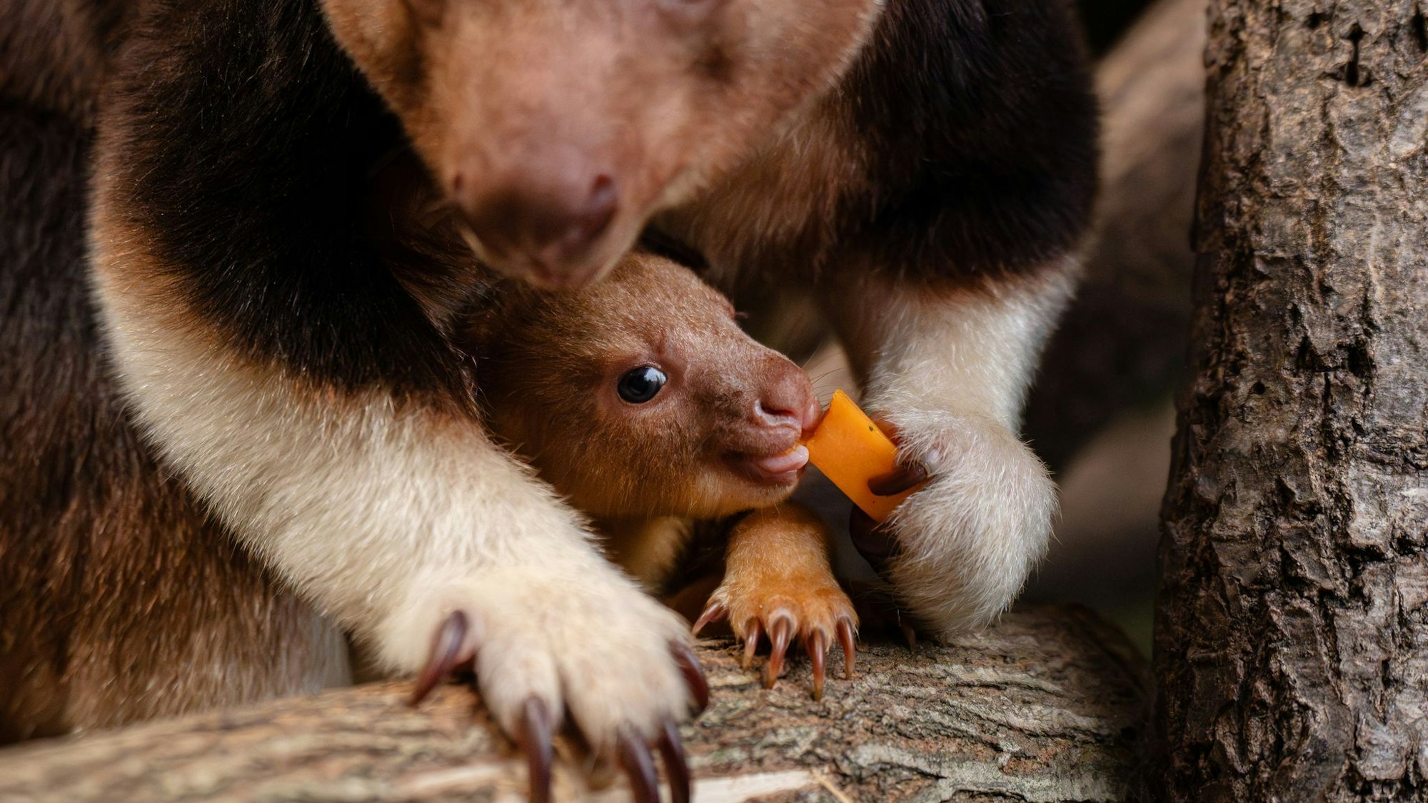 Ein seltenes Baumkänguru-Baby macht gerade seine ersten Erfahrungen mit der Außenwelt.