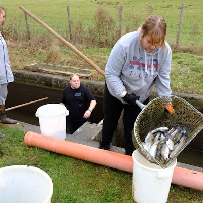 Valentin und seine Frau Anastasia Baranov holen mit einem Köcher tote Forellen aus dem Zuchtbecken. Seine Schwester Xenia unterstützt die beiden.