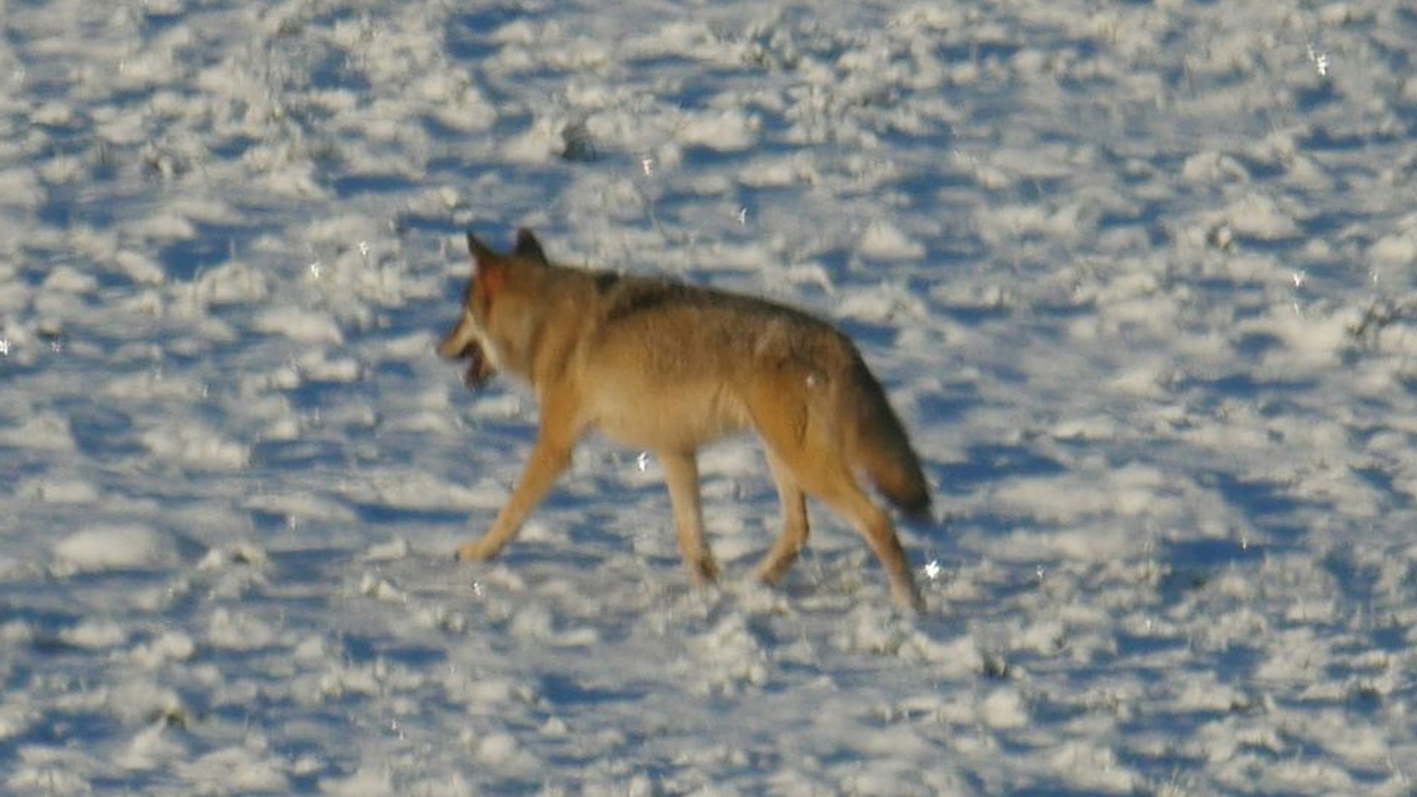 Ein mutmaßlicher Wolf mit grau-braunem Fell streift durch den Schnee.
