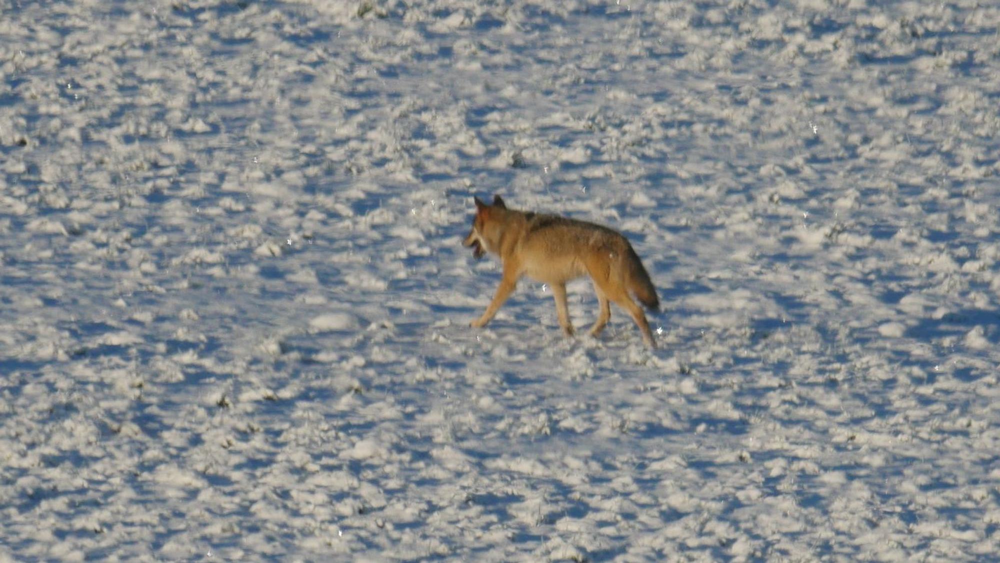 Ein Wolf läuft über eine verschneite Wiese.