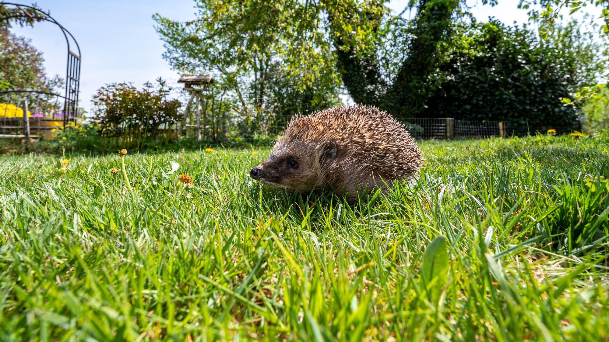 Zu sehen ist ein Igel auf einer Wiese.