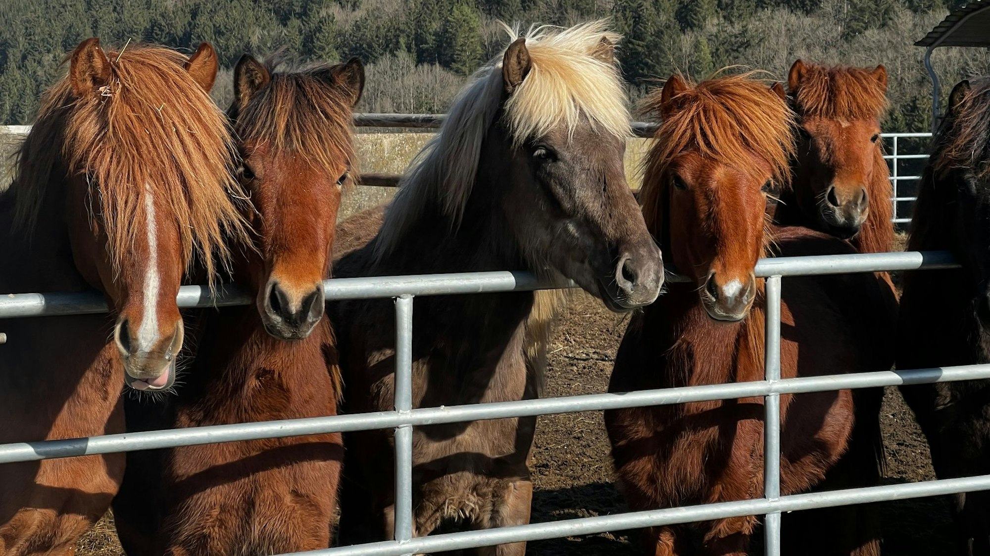 Mehrere Islandpferde stehen nebeneinander an einem Gatter aus Metall.