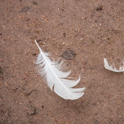 Zwei weiße Federn liegen auf einem Weg.