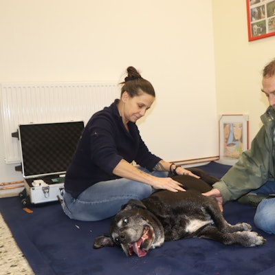 Aiko liegt im Behandlungszimmer der Tiertafel auf einer Matte. Tierphysiotherapeutin und Tierheilpraktikerin Martina Neidhard hilft der Hundedame, damit deren Gelenke trotz der Arthrose beweglich bleiben. Herrchen Gerd Stemmeler schaut zu.
