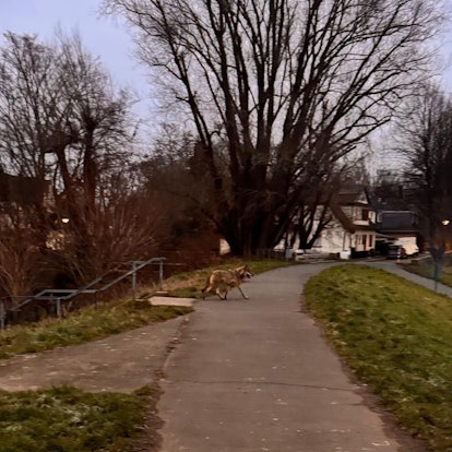In Troisdorf, im Stadtteil Friedrich-Wilhelms-Hütte haben Anwohnerinnen am Morgen (19. Januar) einen Wolf gesehen und fotografiert, der aus Richtung Wohngebiet über den Siegdamm und das Feld und Richtung Sieglarer See lief. Das Lanuk bestäigte die Sichtung mittlerweile.