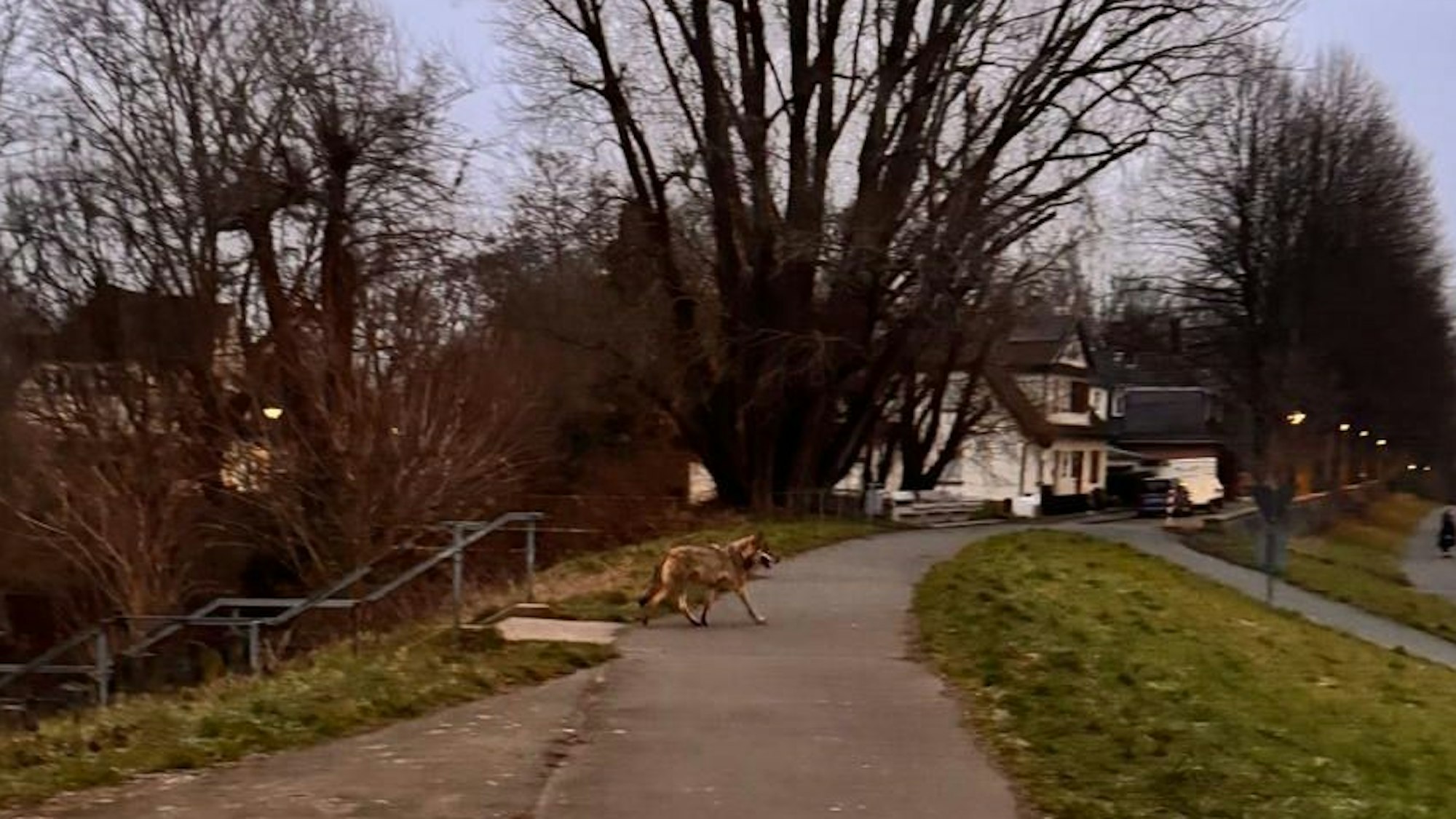 In Troisdorf, im Stadtteil Friedrich-Wilhelms-Hütte, haben Anwohnerinnen am Morgen (19. Januar) einen mutmaßlichen Wolf gesehen und fotografiert, der aus Richtung Wohngebiet über den Siegdamm und das Feld in Richtung Sieglarer See lief.