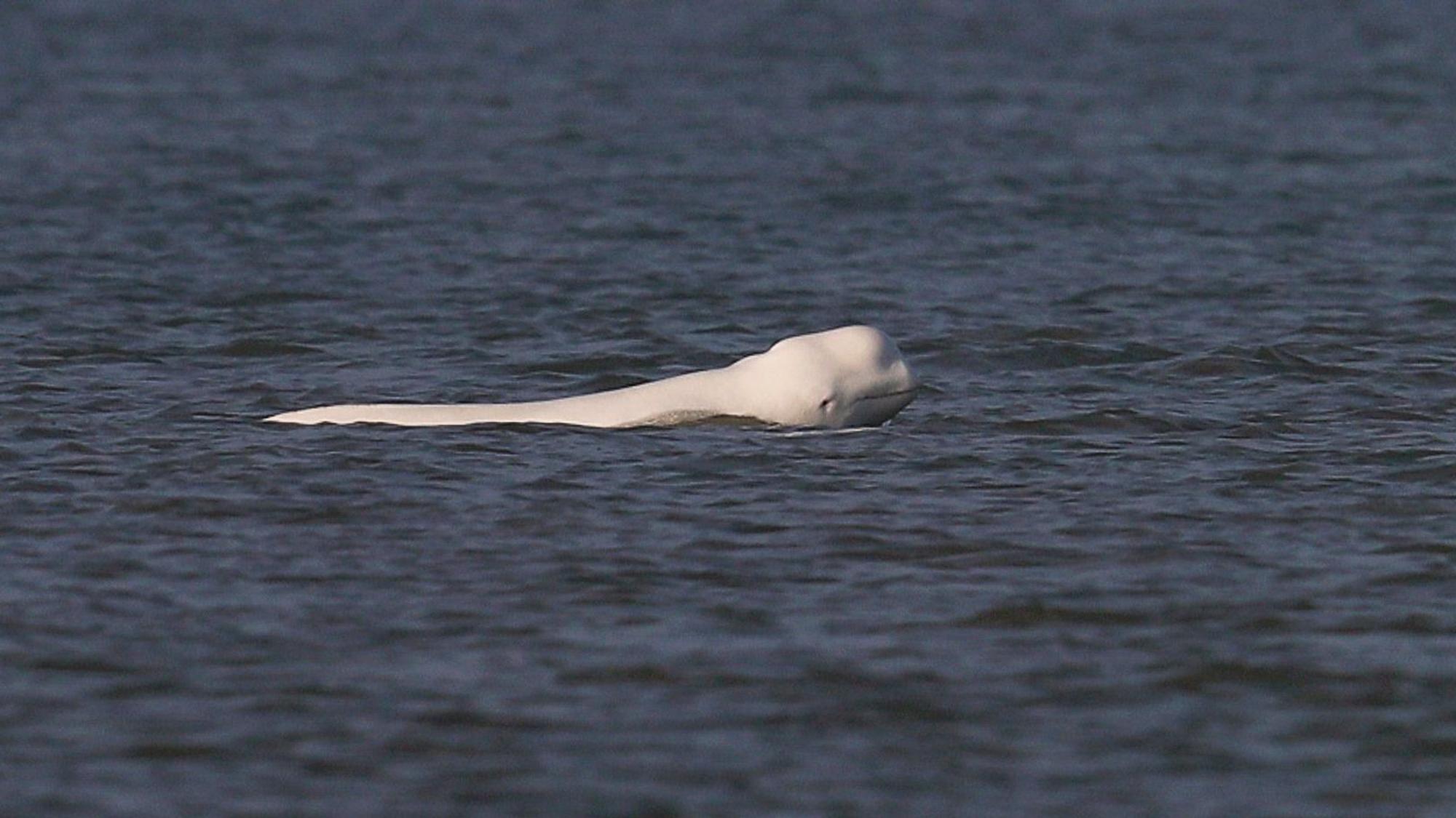 Dieses von der Stiftung SOS-Dolfijn zur Verfügung gestellte Foto zeigt einen weißen Belugawal (Delphinapterus leucas) in der Nordsee vor der nordholländischen Küste.