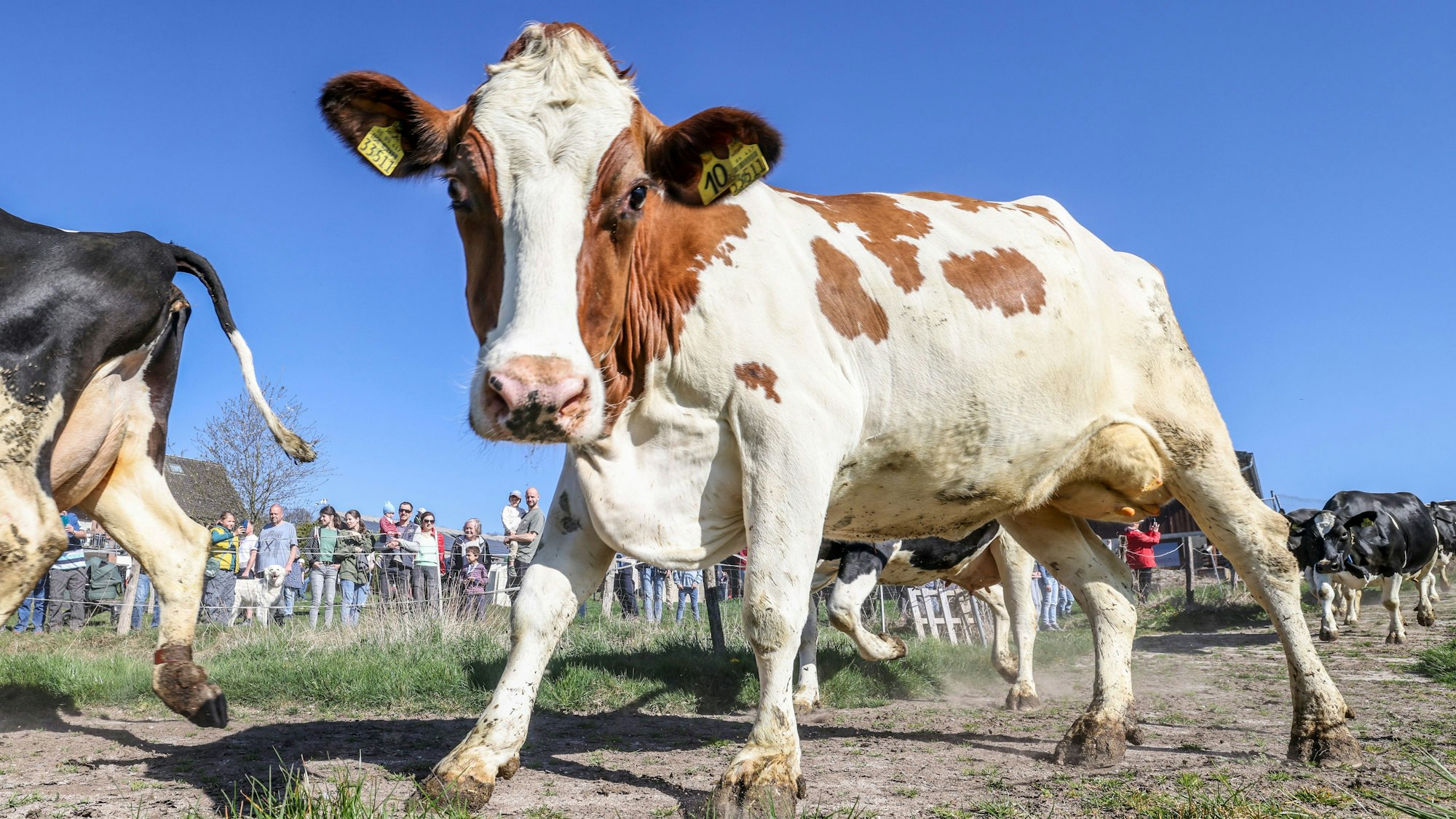 Milchkühe beim Weideaustrieb