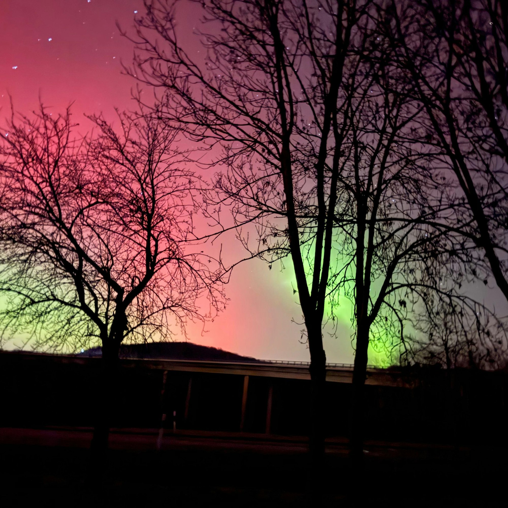 In verschiedenen Farben leuchten Polarlichter hinter den schwarzen Umrissen von Bäumen.