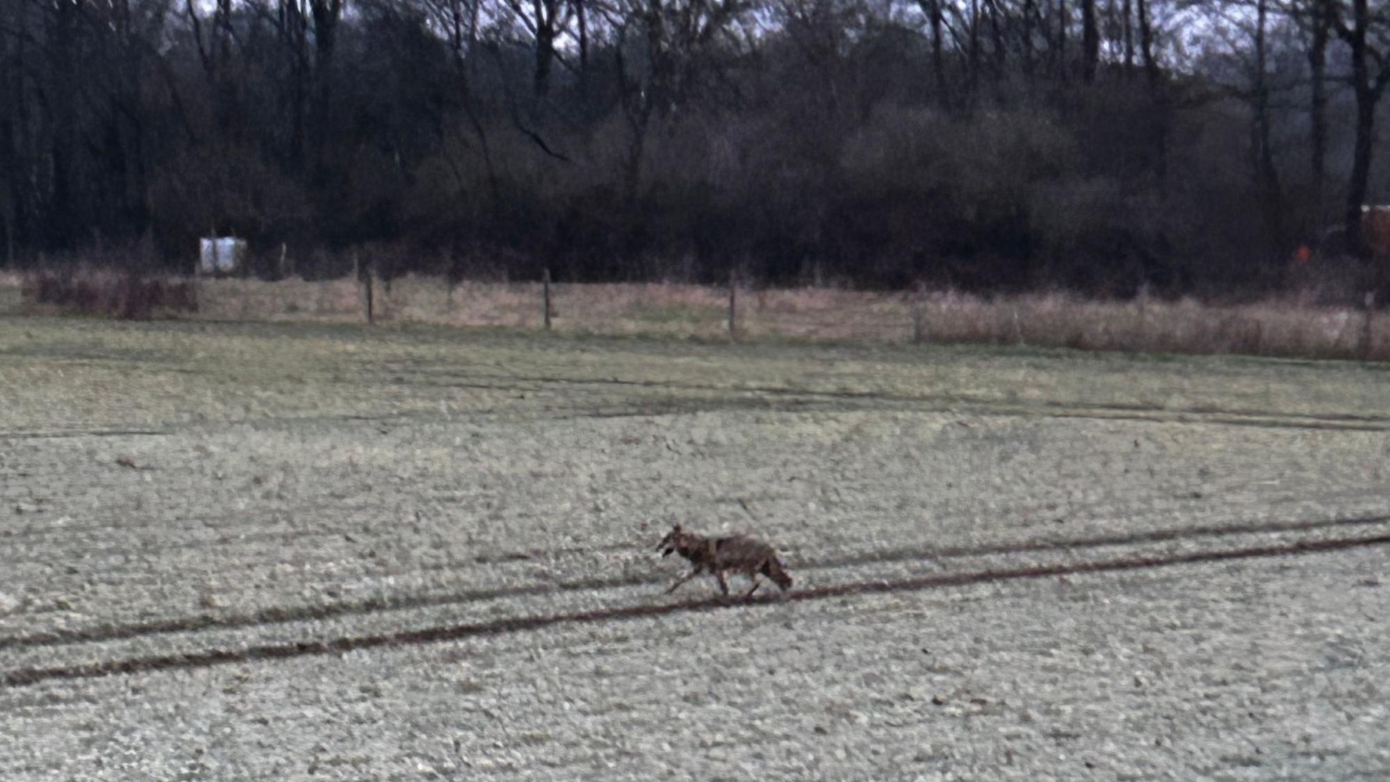 Der mutmaßliche Wolf lief über ein Feld in Richtung Sieglarer See.